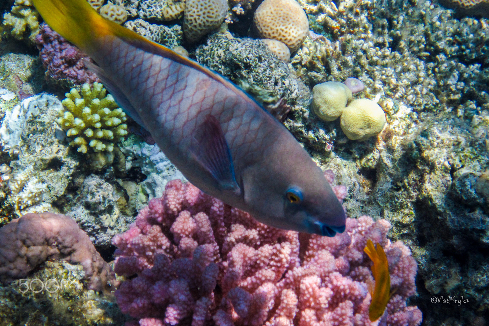 Canon PowerShot D10 sample photo. Red sea underwater. photography