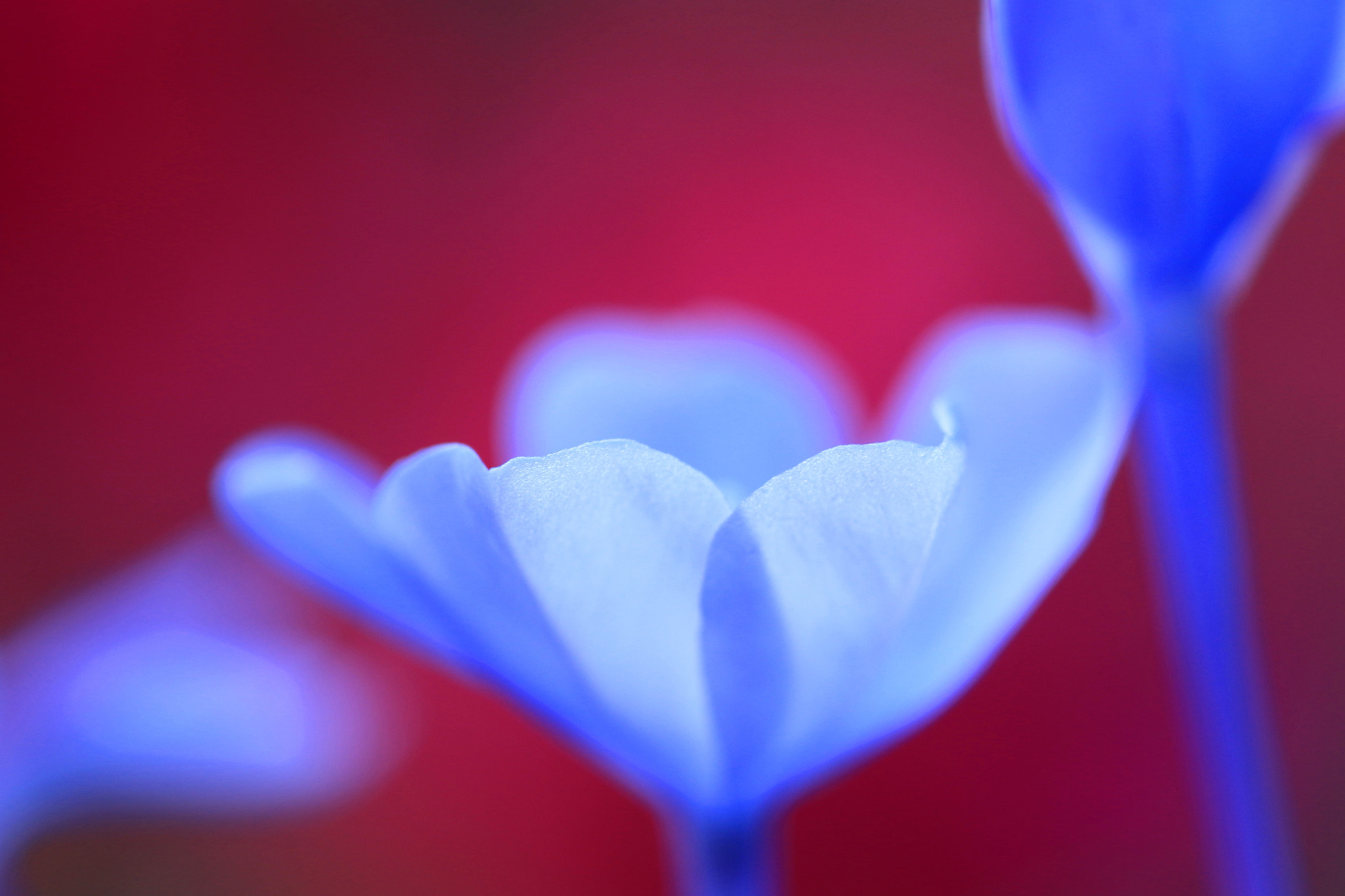 Canon MP-E 65mm F2.5 1-5x Macro Photo sample photo. Transparent atmosphere photography