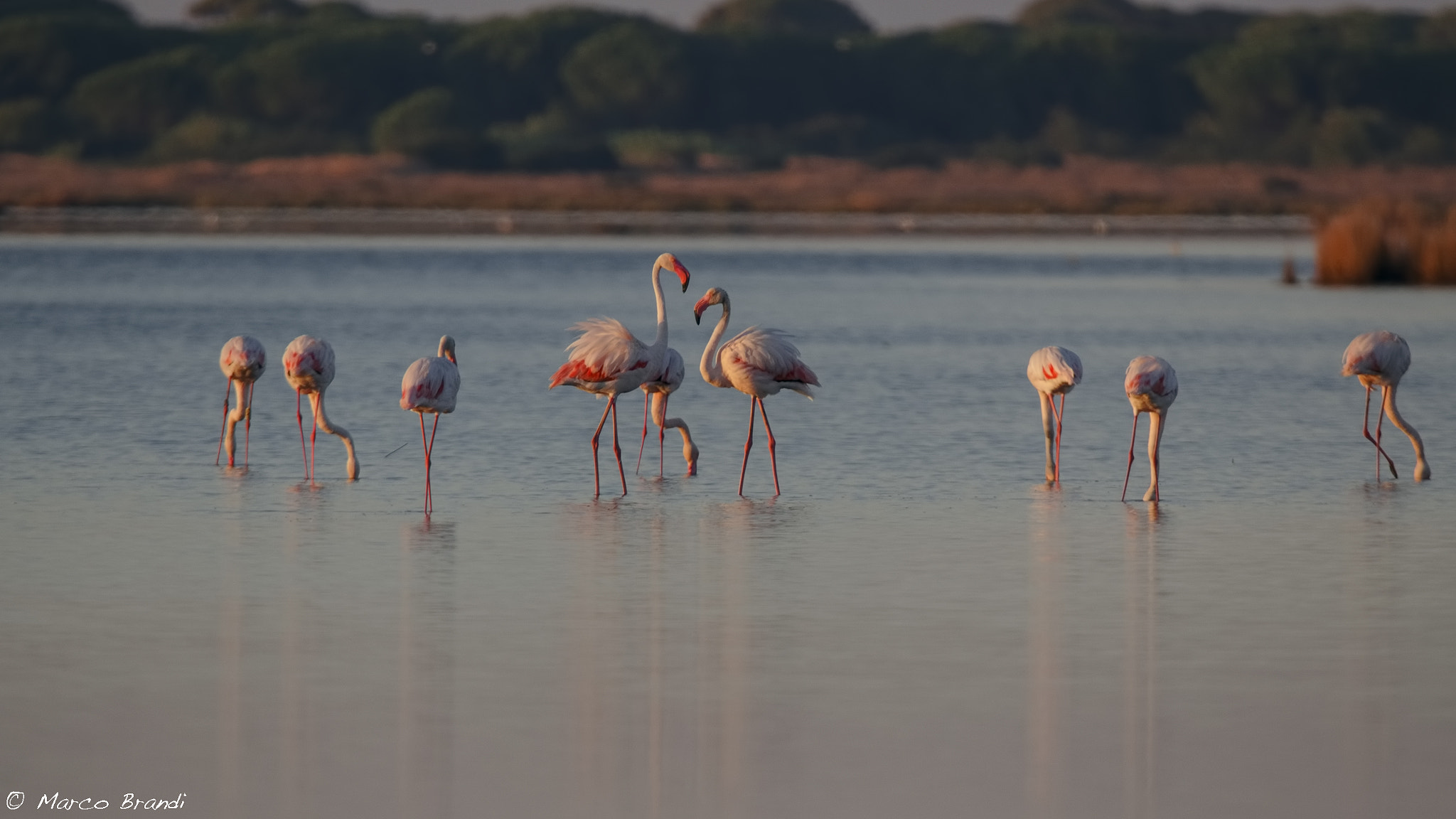 Nikon D7000 + Sigma 150-600mm F5-6.3 DG OS HSM | S sample photo. Fenicotteri - pink flamingos photography