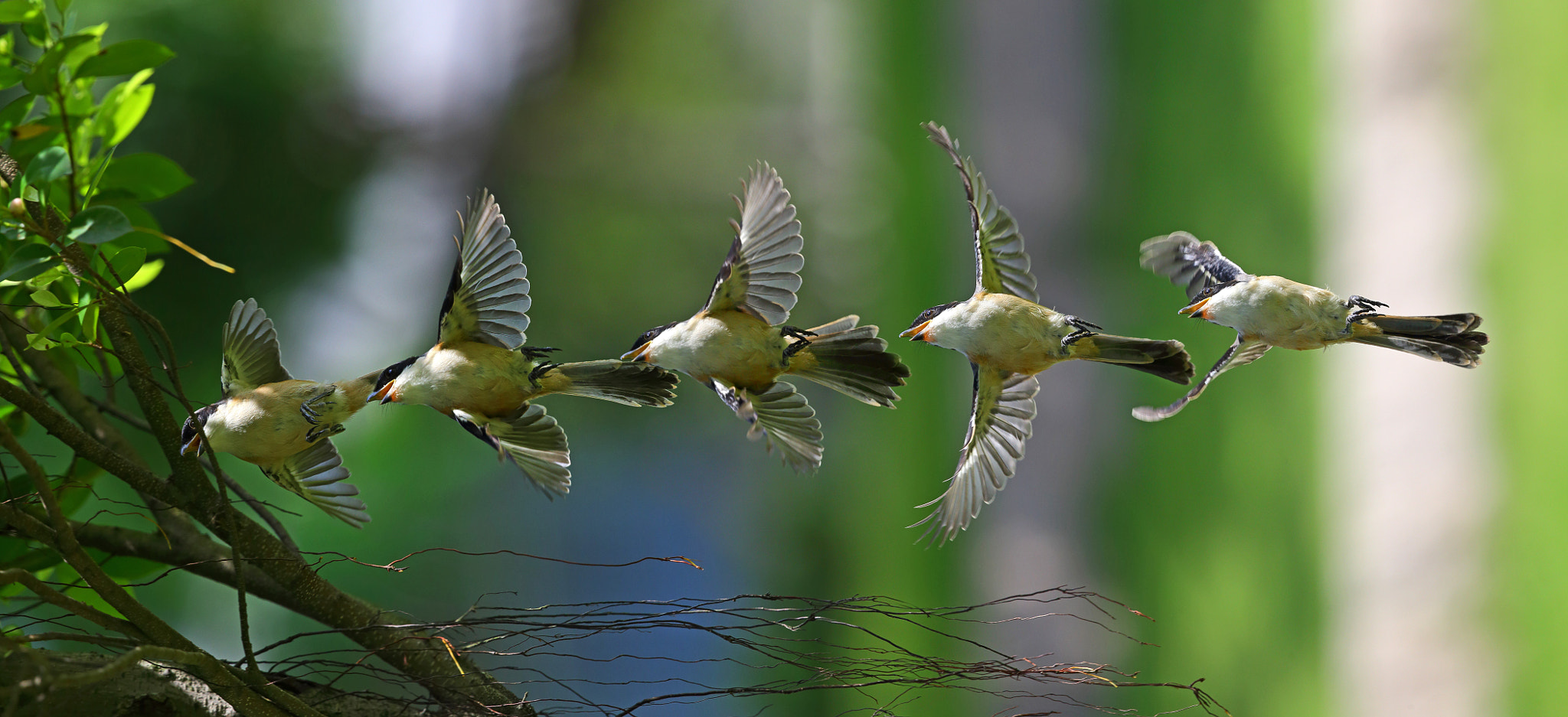 Canon EF 300mm F2.8L IS II USM sample photo. The decomposition of flight photography