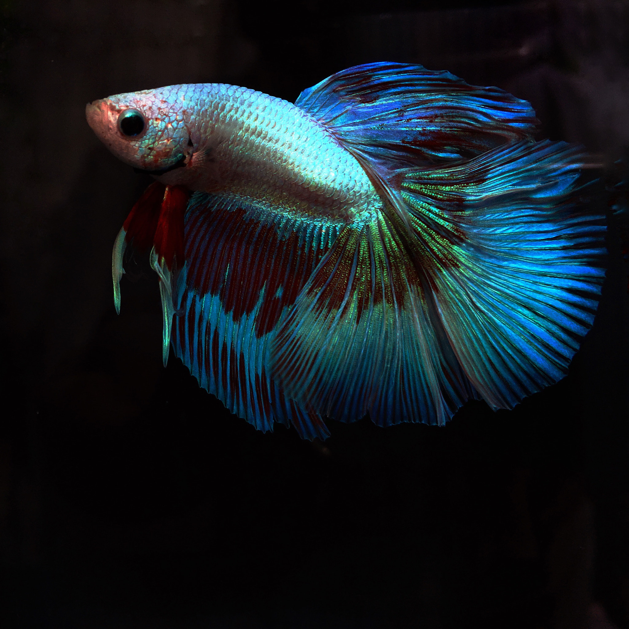 Apple iPhone8,4 sample photo. Colorful fighting fish photography