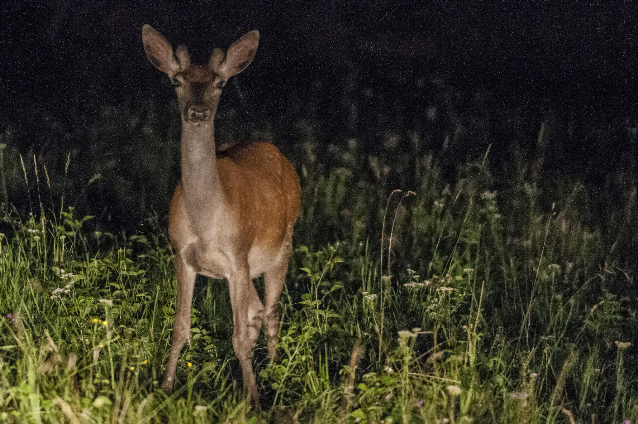 Nikon D300S sample photo. Deer photography