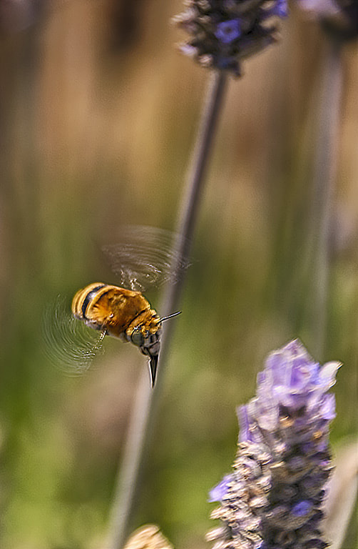Sigma 18-250mm F3.5-6.3 DC Macro OS HSM sample photo. Bumblebee photography