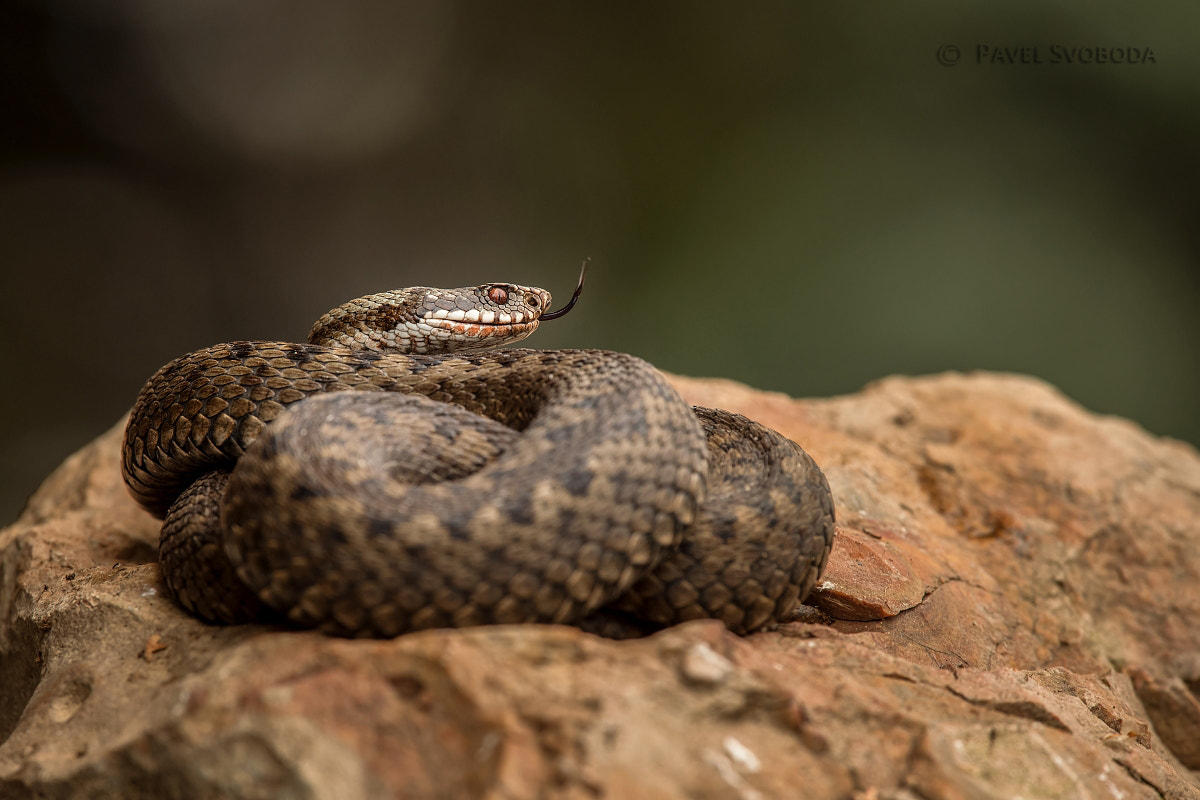 Nikon Nikkor AF-S 300mm F4E PF ED VR sample photo. Common european viper photography