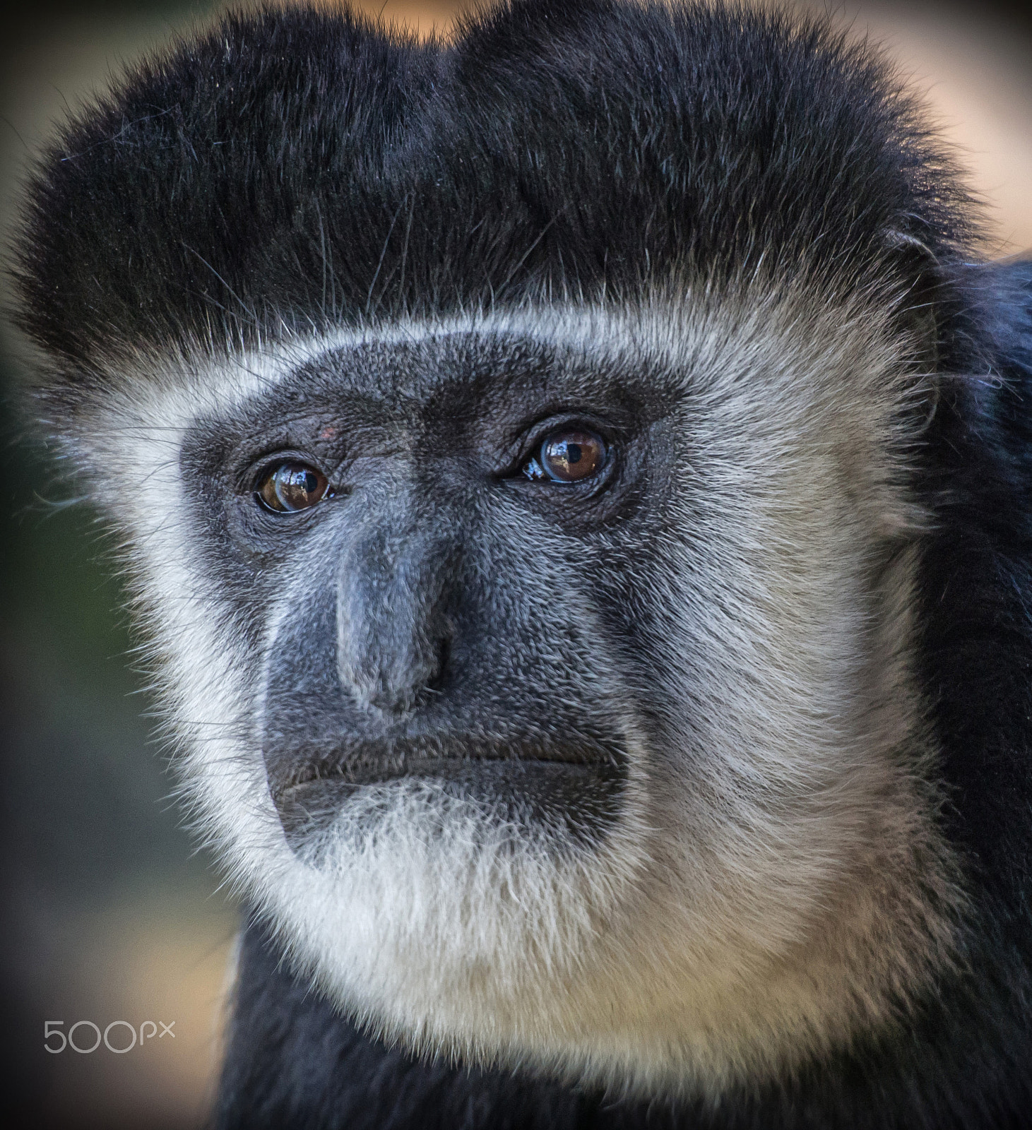 Olympus OM-D E-M5 sample photo. Colobus guereza photography