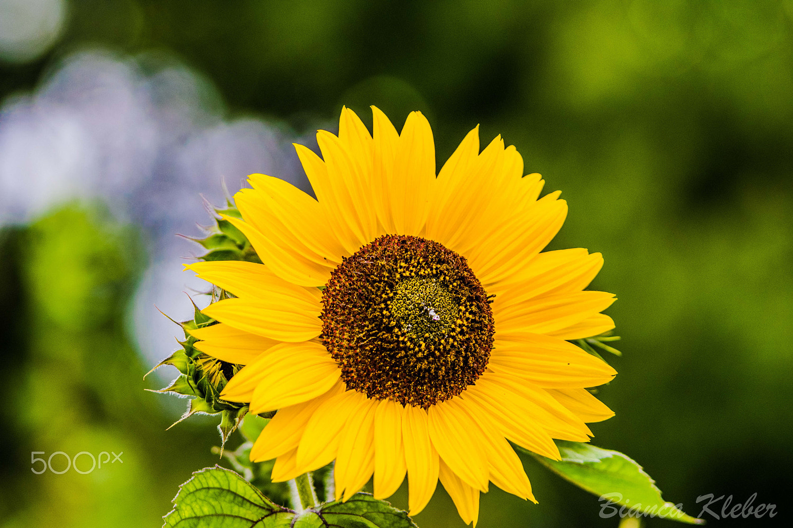 Nikon AF-S Nikkor 70-200mm F2.8G ED VR II sample photo. Sonnenblume photography