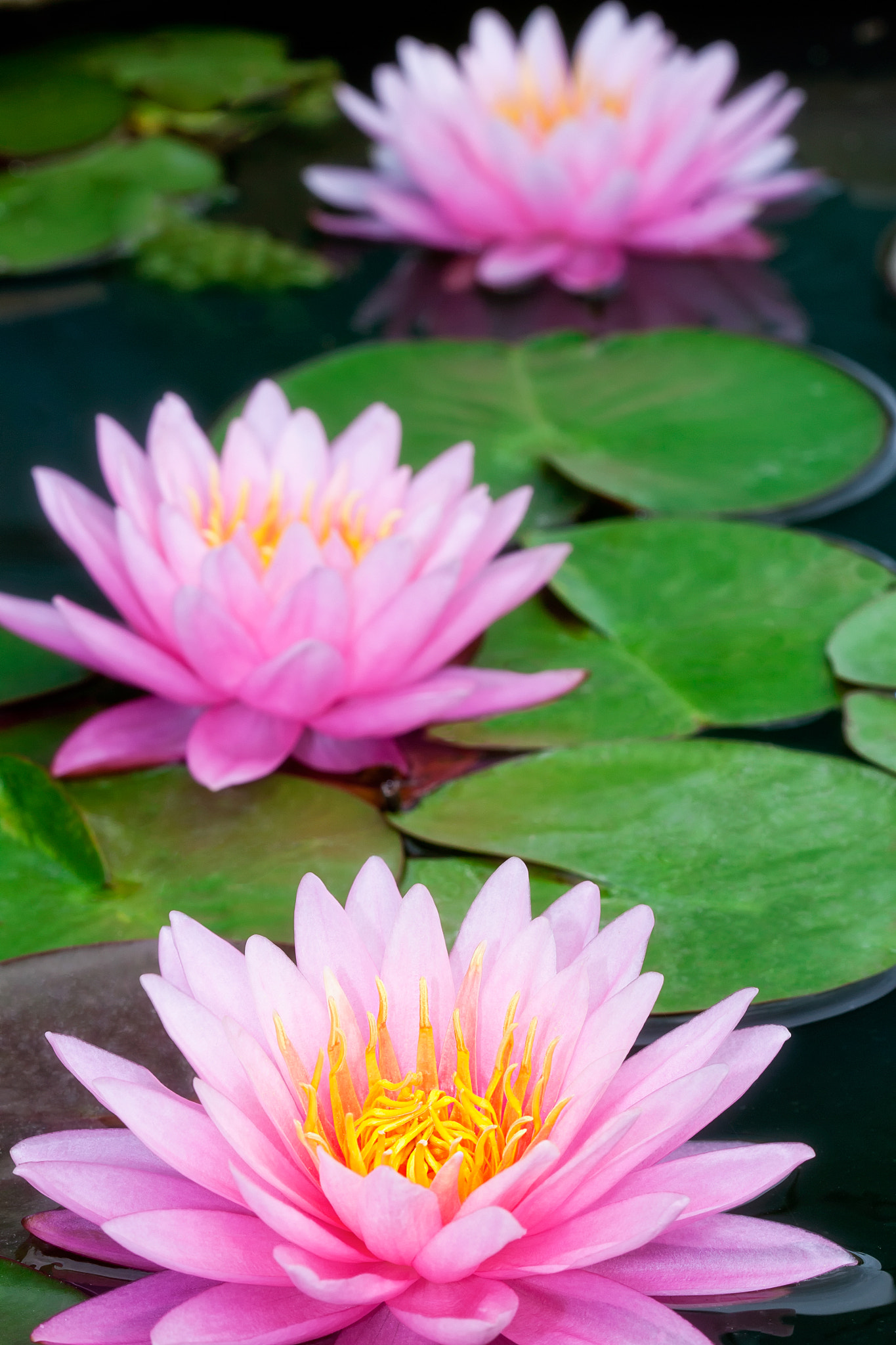 Canon EOS 500D (EOS Rebel T1i / EOS Kiss X3) sample photo. Pink lotus photography