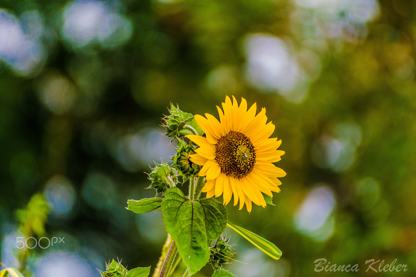Nikon AF-S Nikkor 70-200mm F2.8G ED VR II sample photo. Sonnenblume photography