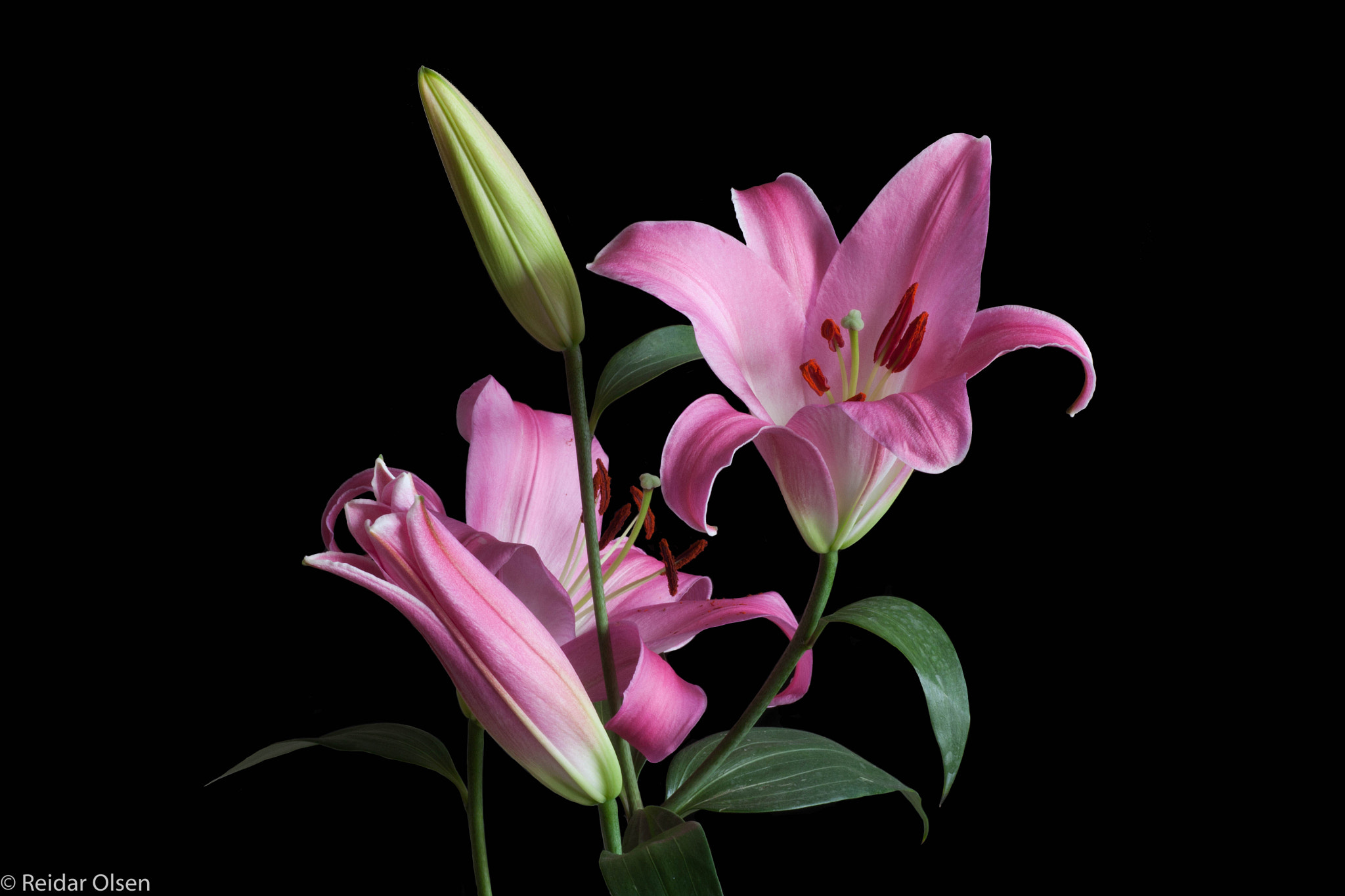 Tamron SP AF 90mm F2.8 Di Macro sample photo. Lilly... photography