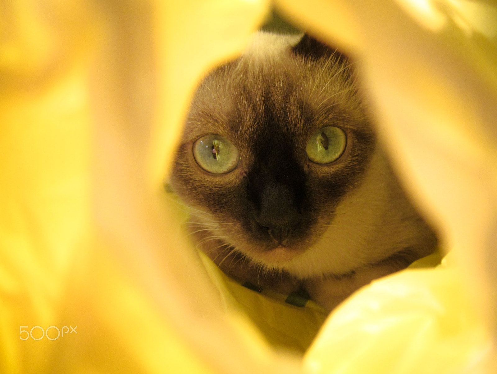 Canon PowerShot A1200 sample photo. A cat in a yellow world photography