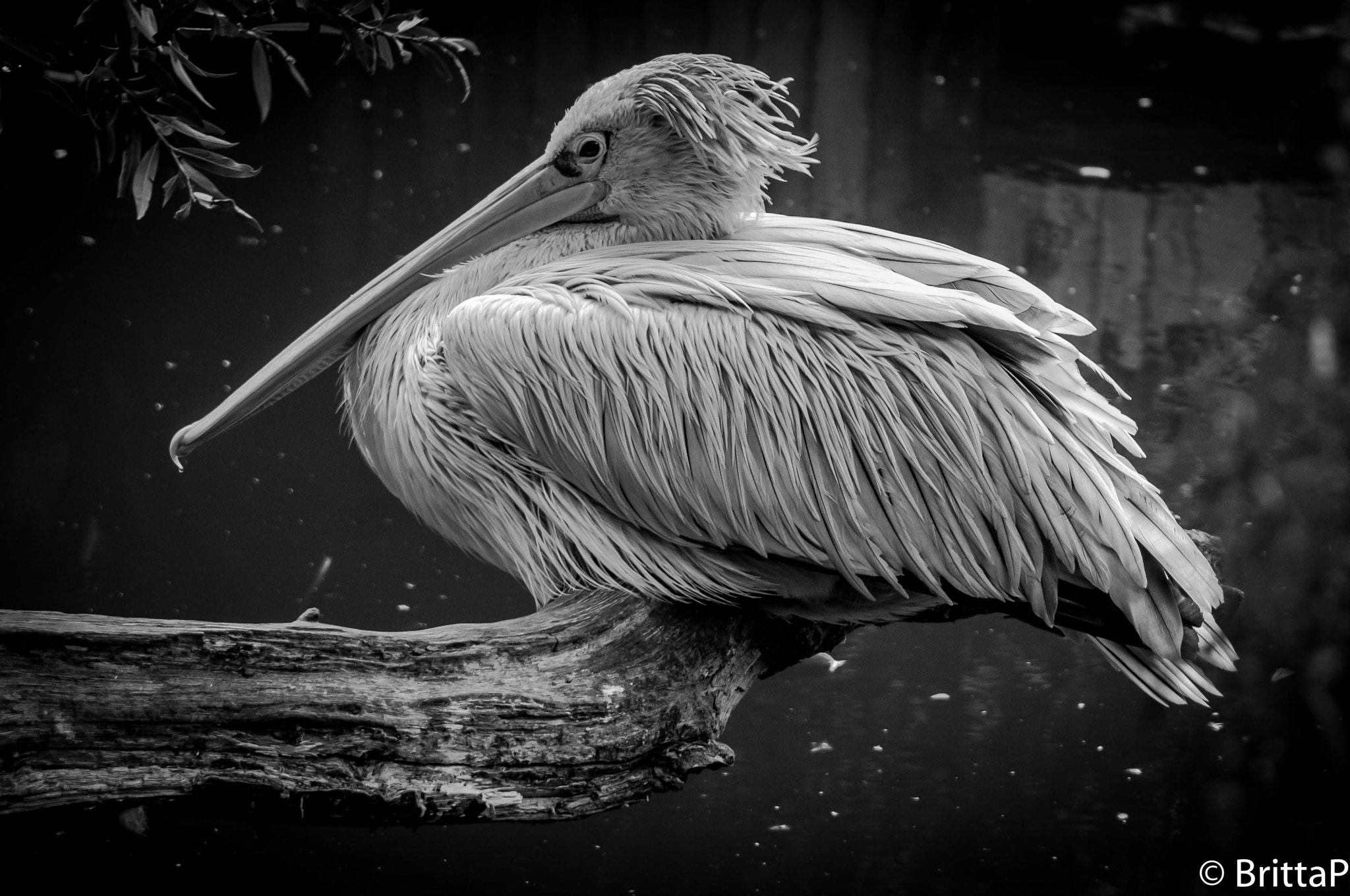 Nikon D300S sample photo. Resting photography