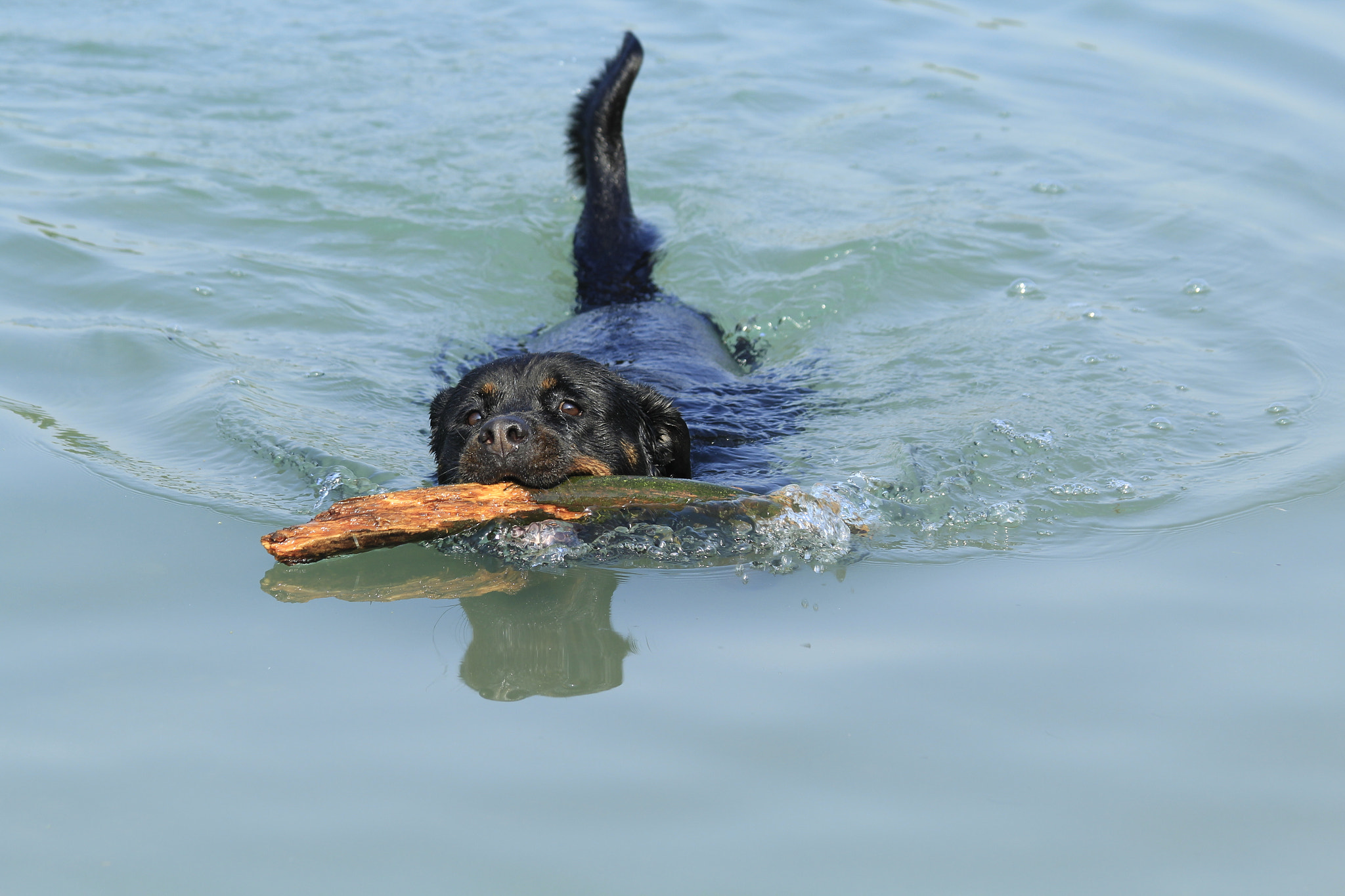 Canon EF 70-300mm F4-5.6 IS USM sample photo. As a rudder photography