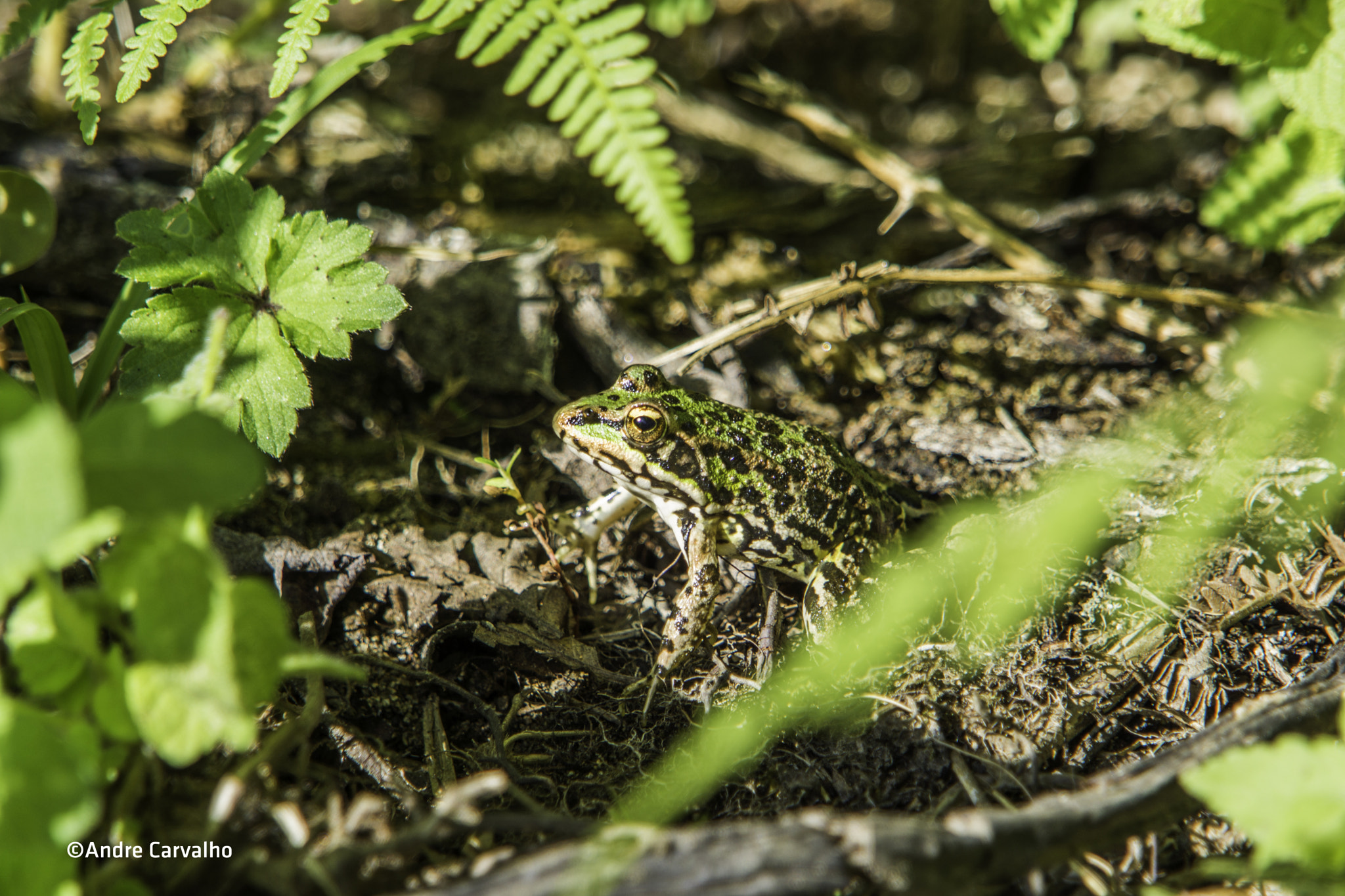 24-240mm F3.5-6.3 OSS sample photo. Frog - rio paiva at portugal photography