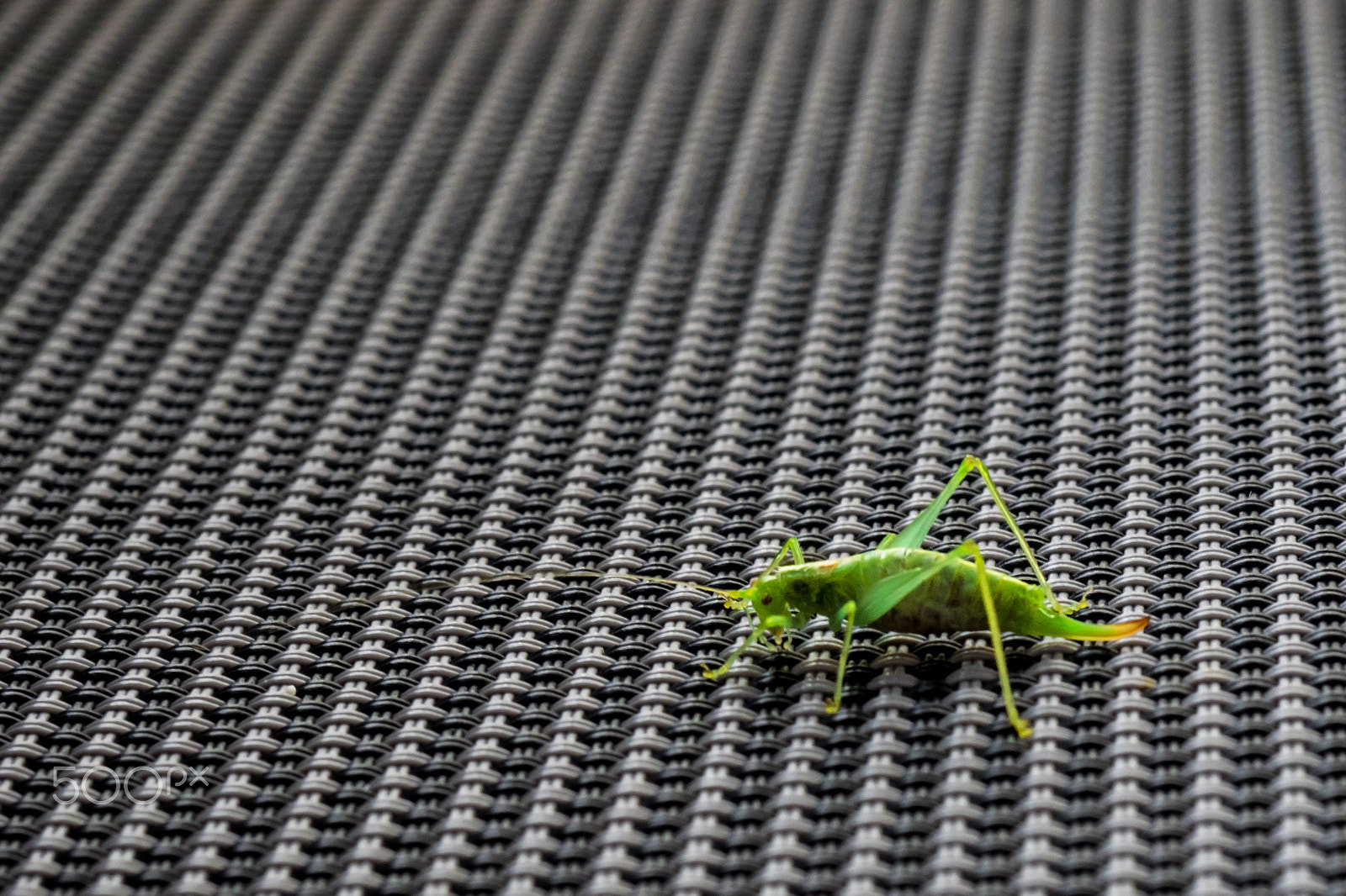 Olympus OM-D E-M1 + OLYMPUS 14-54mm Lens sample photo. Mr. flip photography
