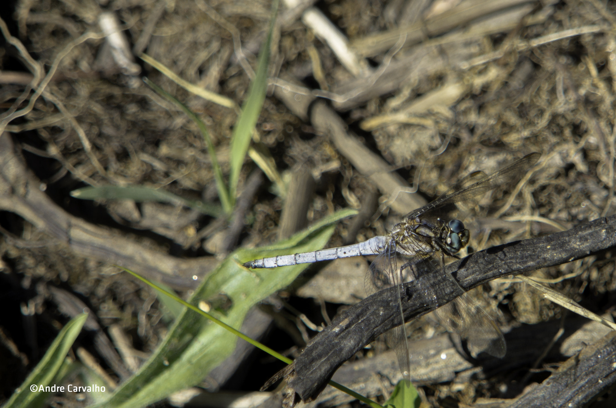 24-240mm F3.5-6.3 OSS sample photo. Damselfly - rio paiva at portugal photography