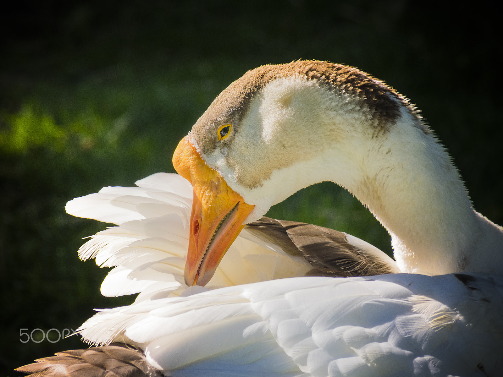 Olympus OM-D E-M1 sample photo. Chinese goose photography