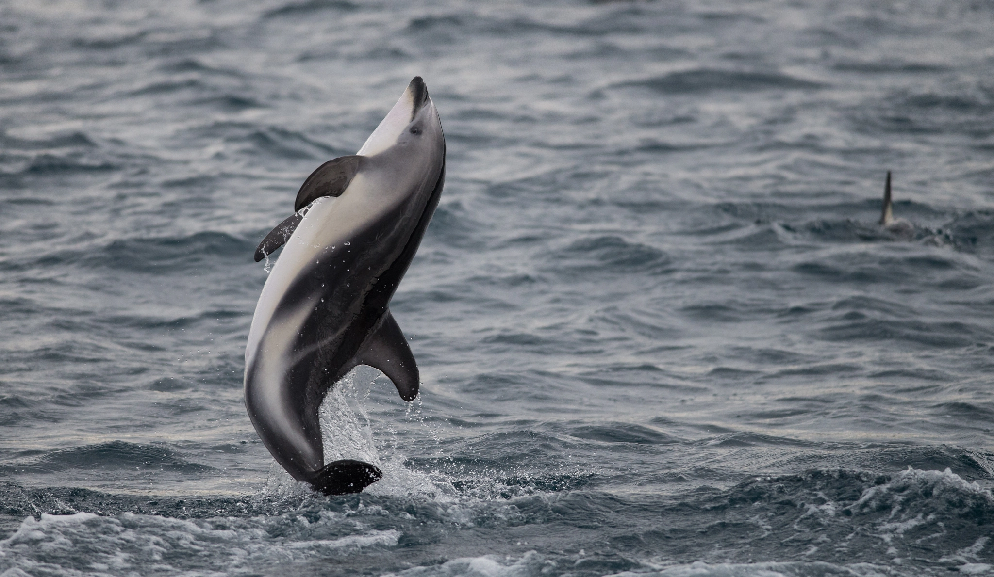 Nikon D600 + Nikon AF-S Nikkor 300mm F4D ED-IF sample photo. Dusky dolphin getting some air photography