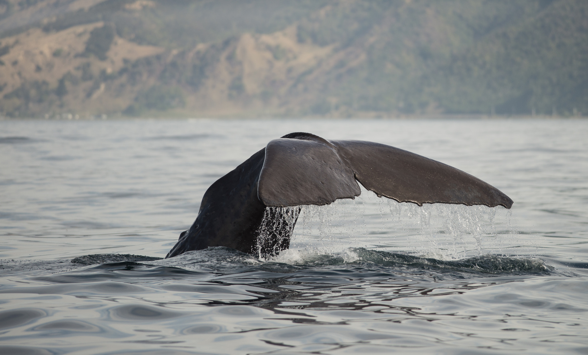 Nikon D600 + Nikon AF-S Nikkor 300mm F4D ED-IF sample photo. Sperm whale returning to the depths photography