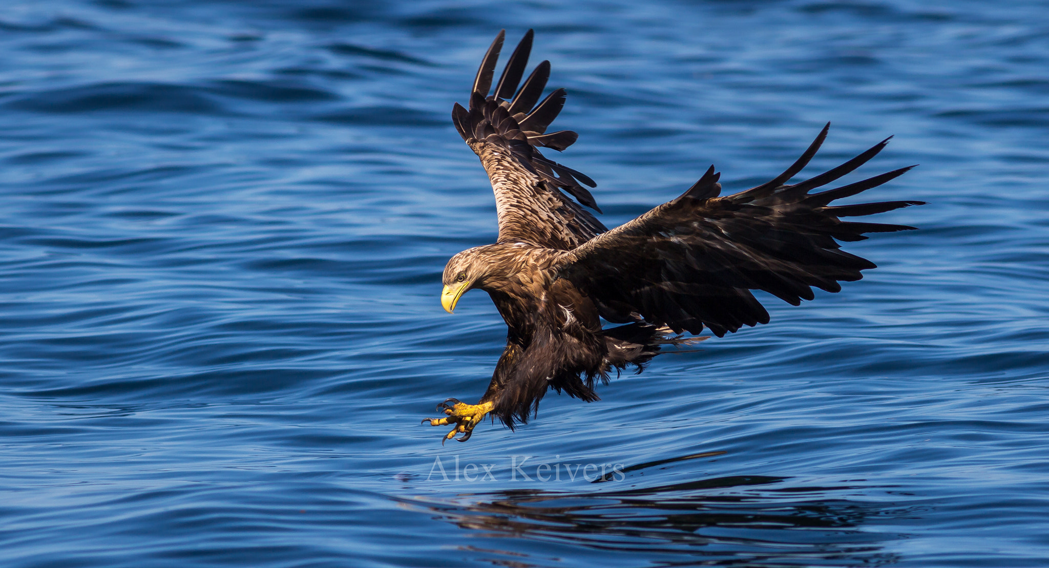 Canon EOS 700D (EOS Rebel T5i / EOS Kiss X7i) + Canon EF 300mm F4L IS USM sample photo. White tailed eagle male photography