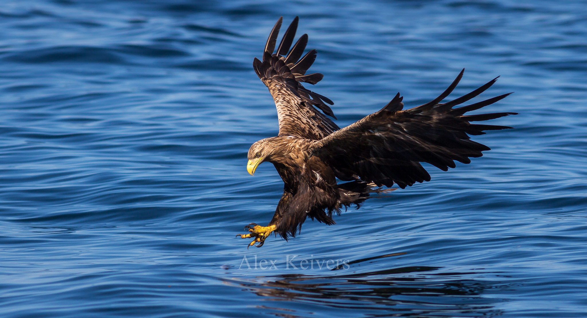 Canon EOS 700D (EOS Rebel T5i / EOS Kiss X7i) sample photo. White tailed eagle male photography