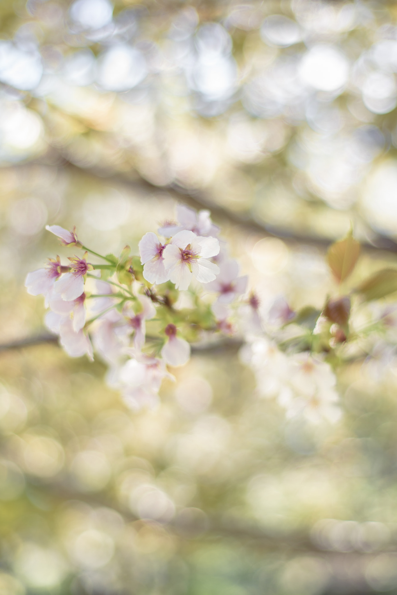 ZEISS Planar T* 50mm F1.4 sample photo. Cherry blossom photography