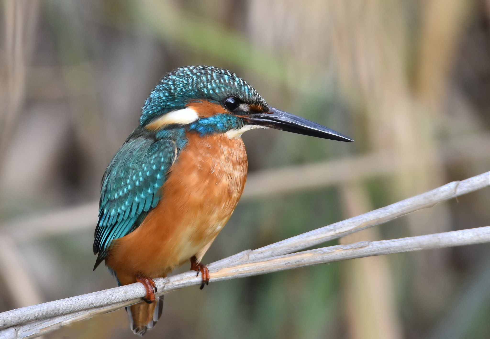 Sigma 50-500mm F4.5-6.3 DG OS HSM sample photo. King fisher  photography