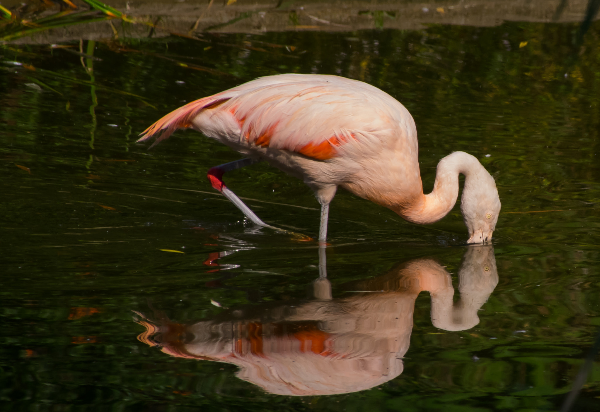 Sigma 18-250mm F3.5-6.3 DC Macro OS HSM sample photo. Flamingo photography