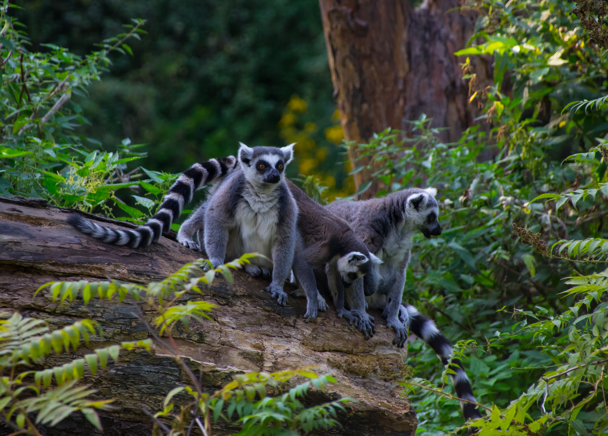 Sigma 18-250mm F3.5-6.3 DC Macro OS HSM sample photo. Lemur photography