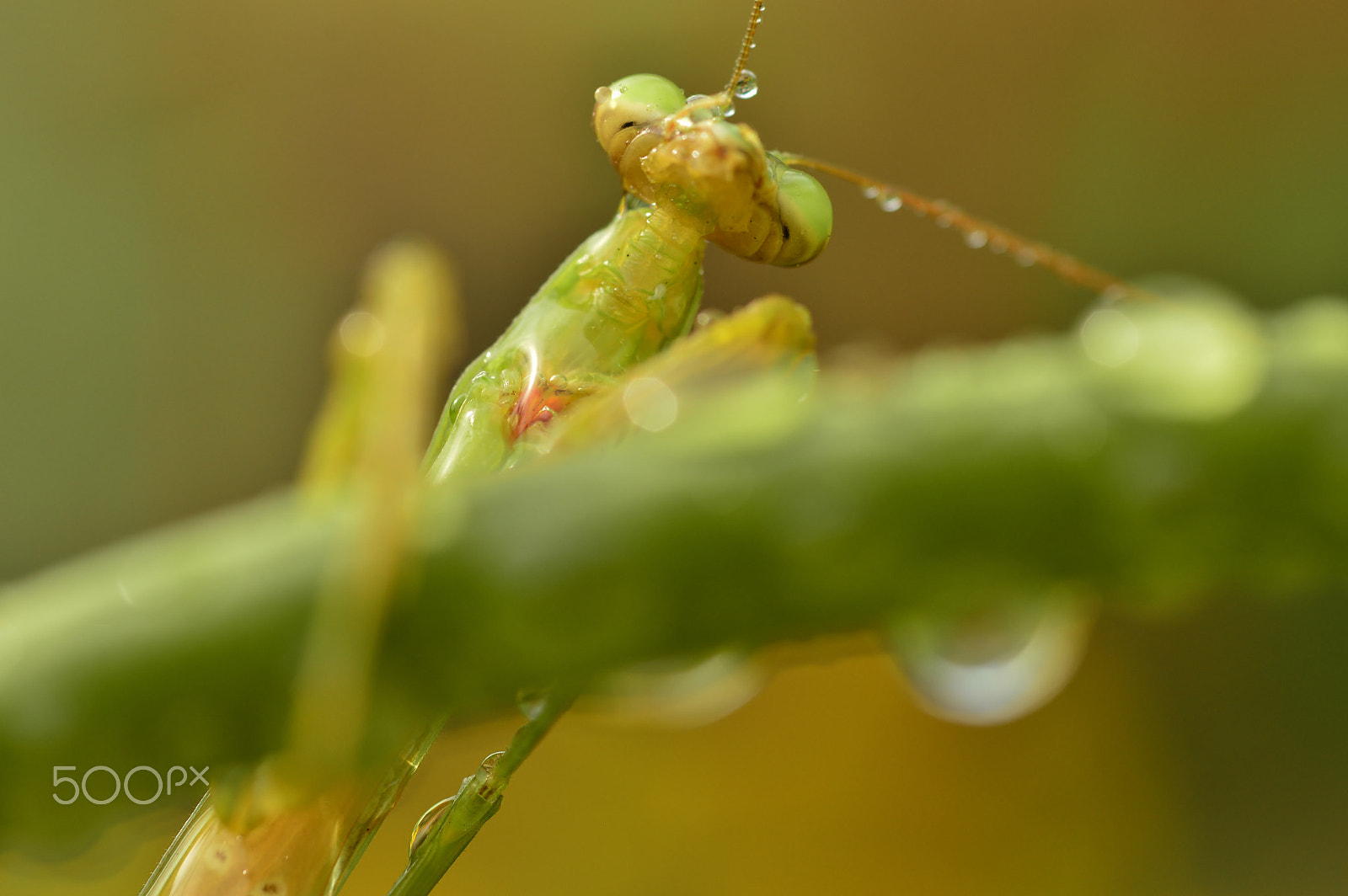 Nikon D3200 sample photo. Macro......nature photography