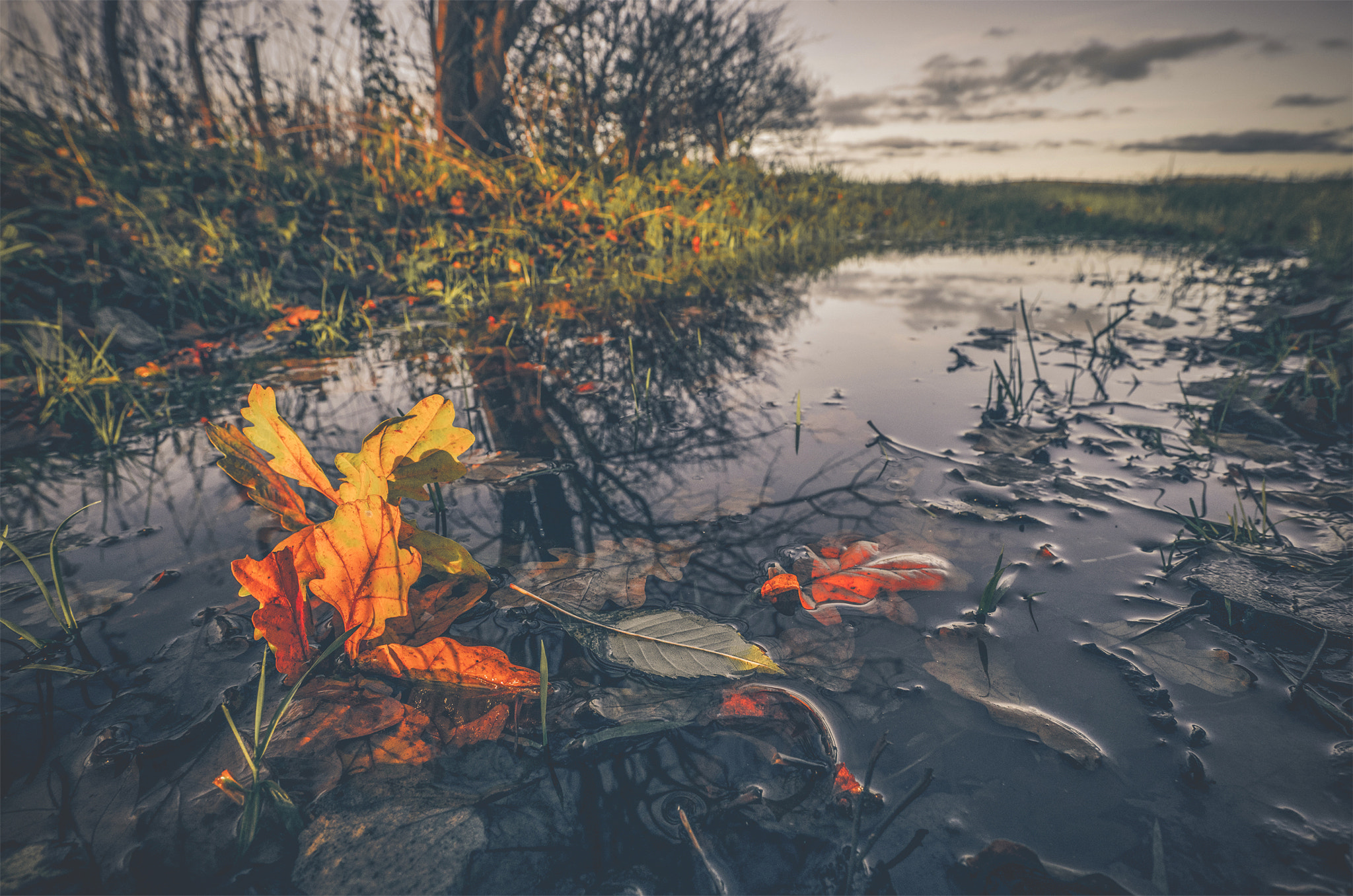 Sony a7R + Sony Vario-Sonnar T* 16-35mm F2.8 ZA SSM sample photo. Puddle in autumn with colorful maple photography
