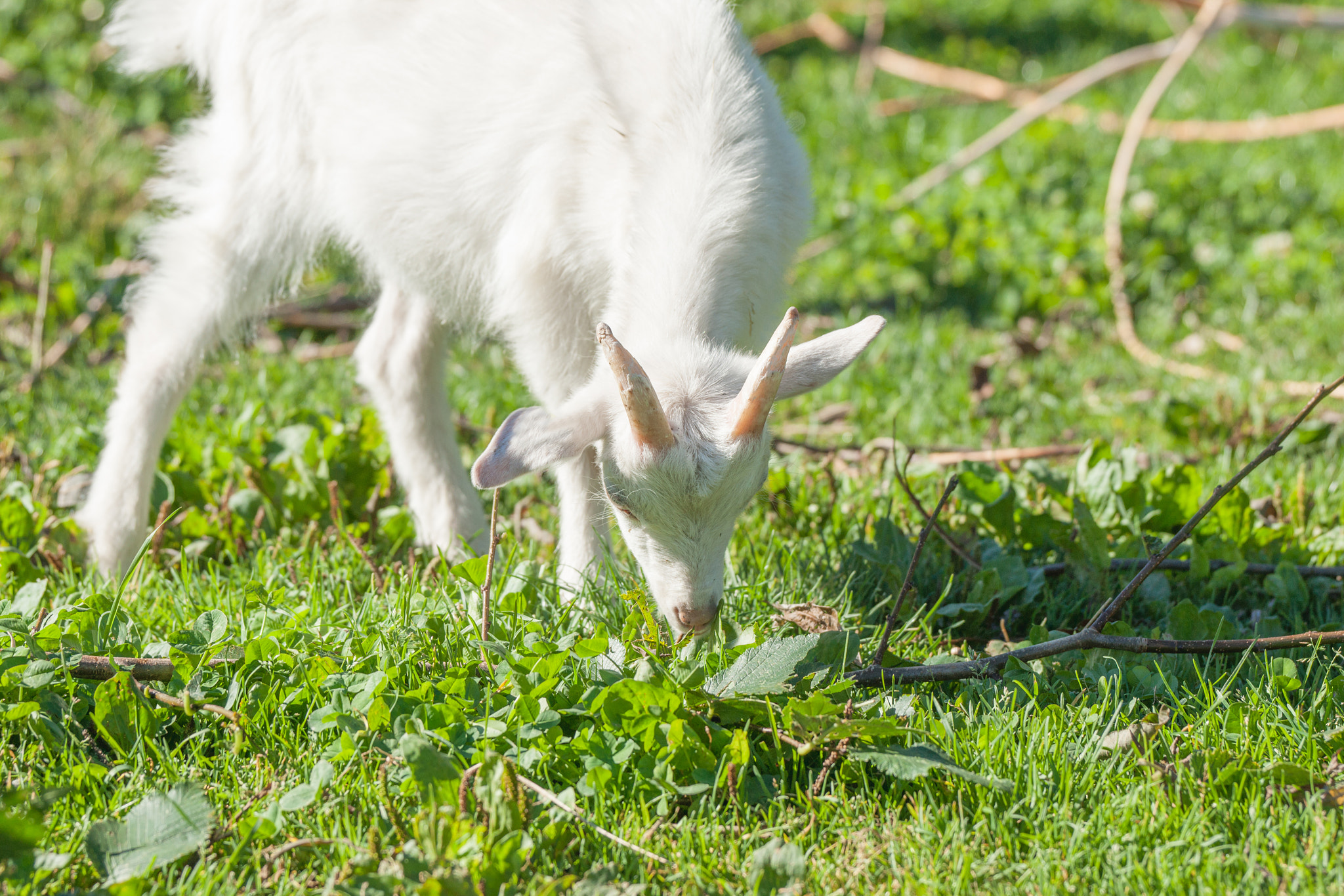 Sony Alpha DSLR-A900 + Sony 70-400mm F4-5.6 G SSM II sample photo. Goat kid eating grass on a green meadow photography
