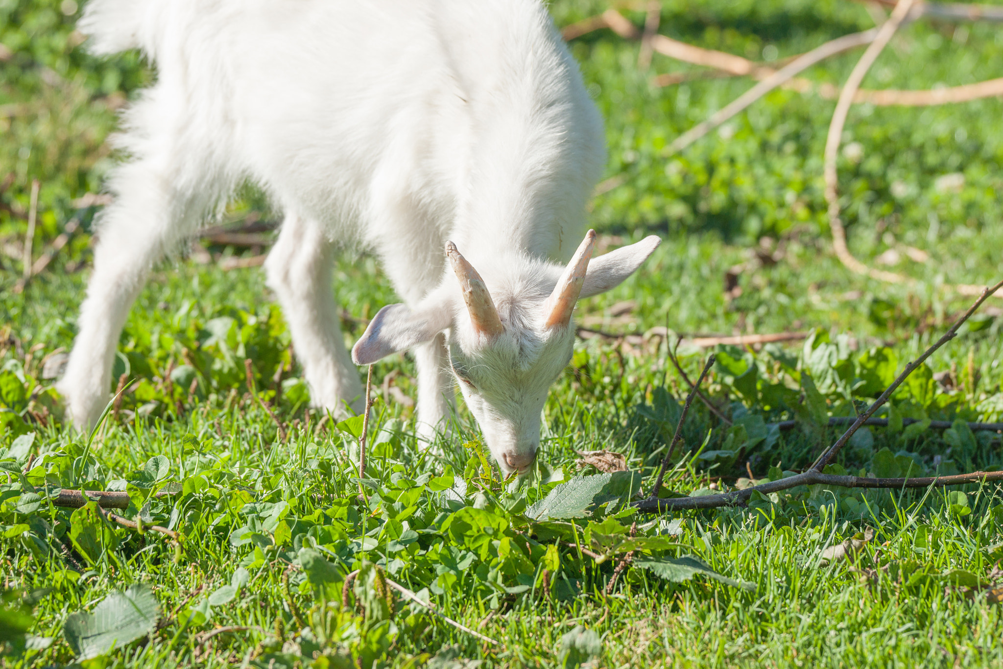 Sony 70-400mm F4-5.6 G SSM II sample photo. Goat kid eating grass on a green meadow photography