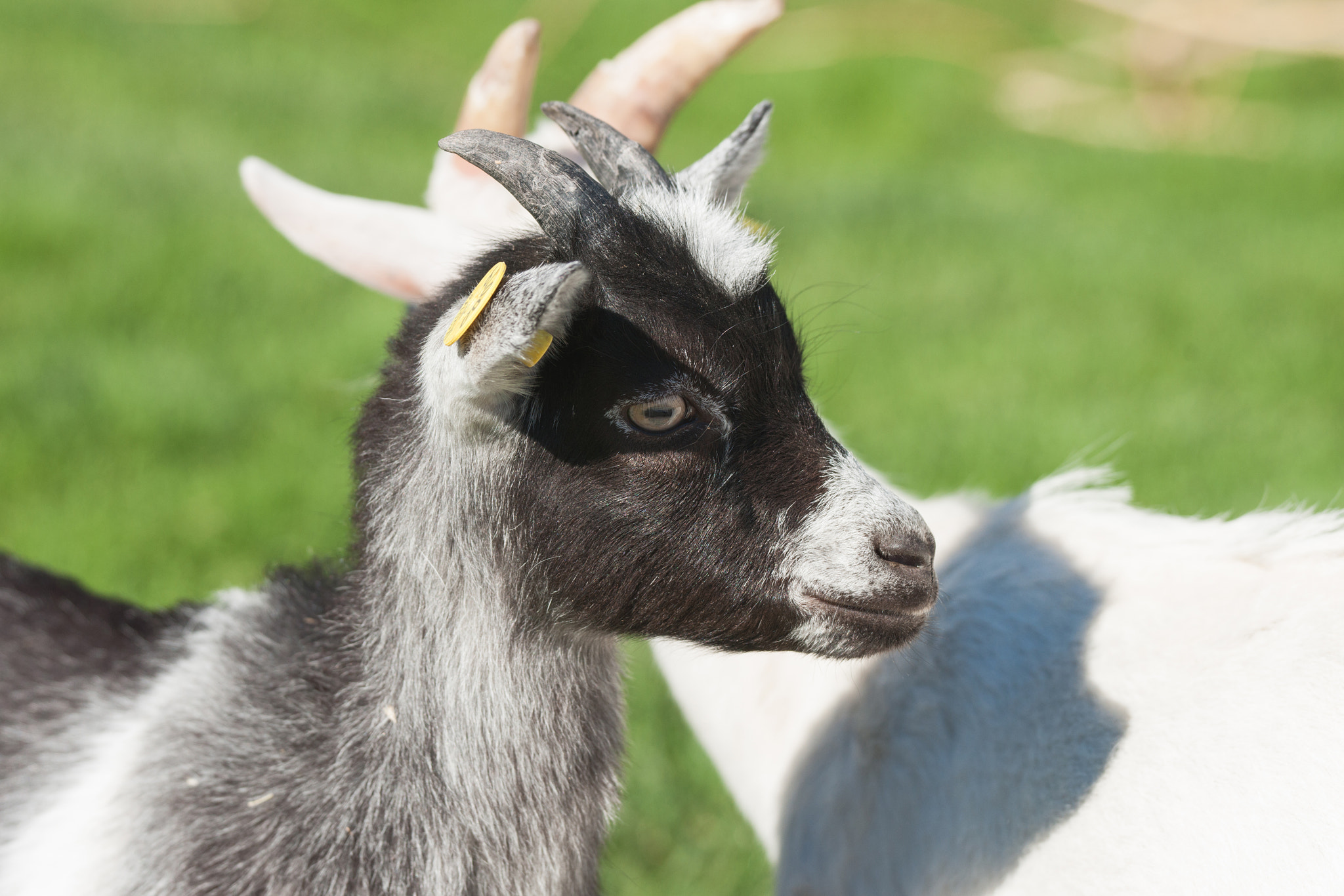 Sony Alpha DSLR-A900 + Sony 70-400mm F4-5.6 G SSM II sample photo. Young goat with black spots photography