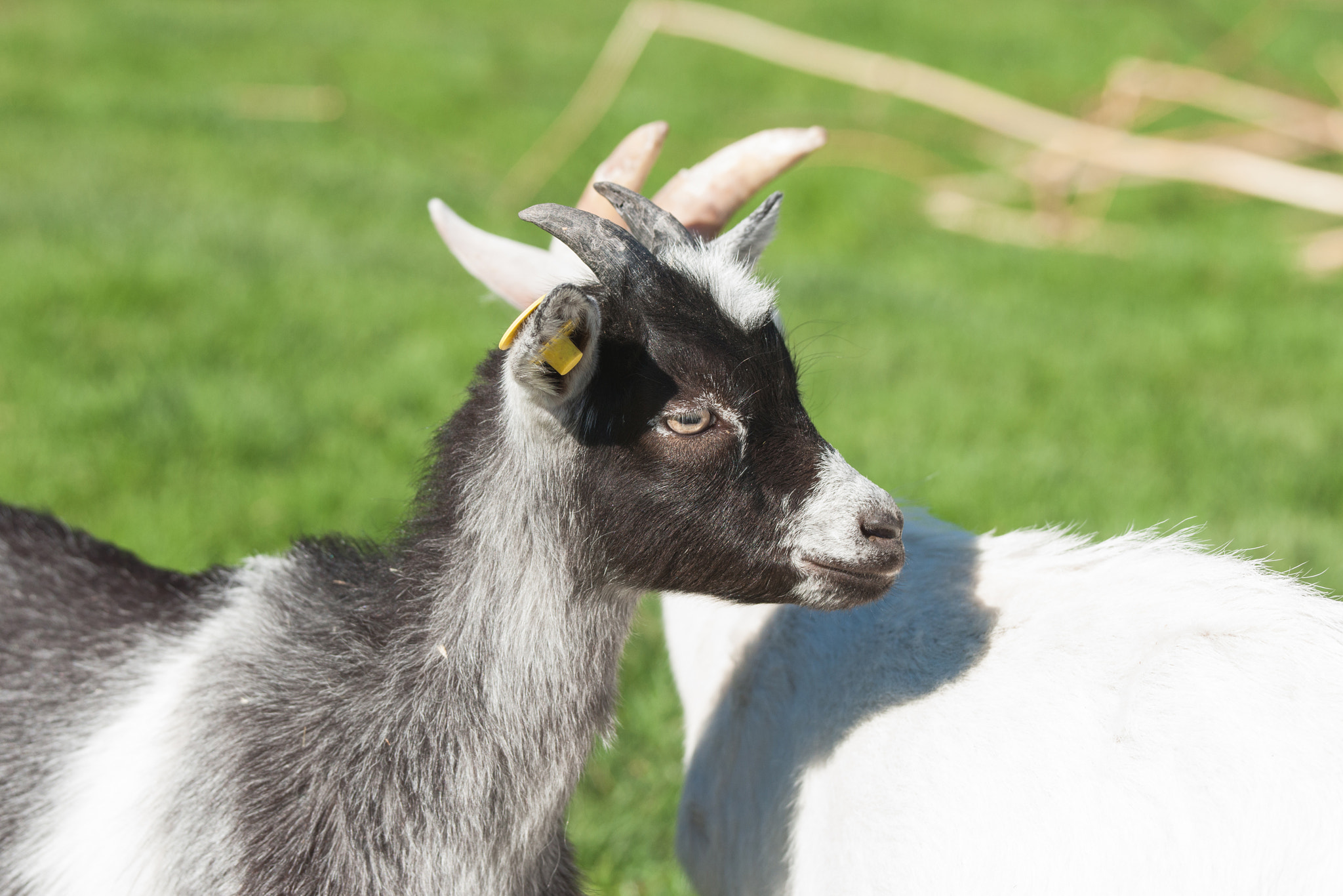 Sony Alpha DSLR-A900 + Sony 70-400mm F4-5.6 G SSM II sample photo. Kid goat with black spots on a rural meadow photography