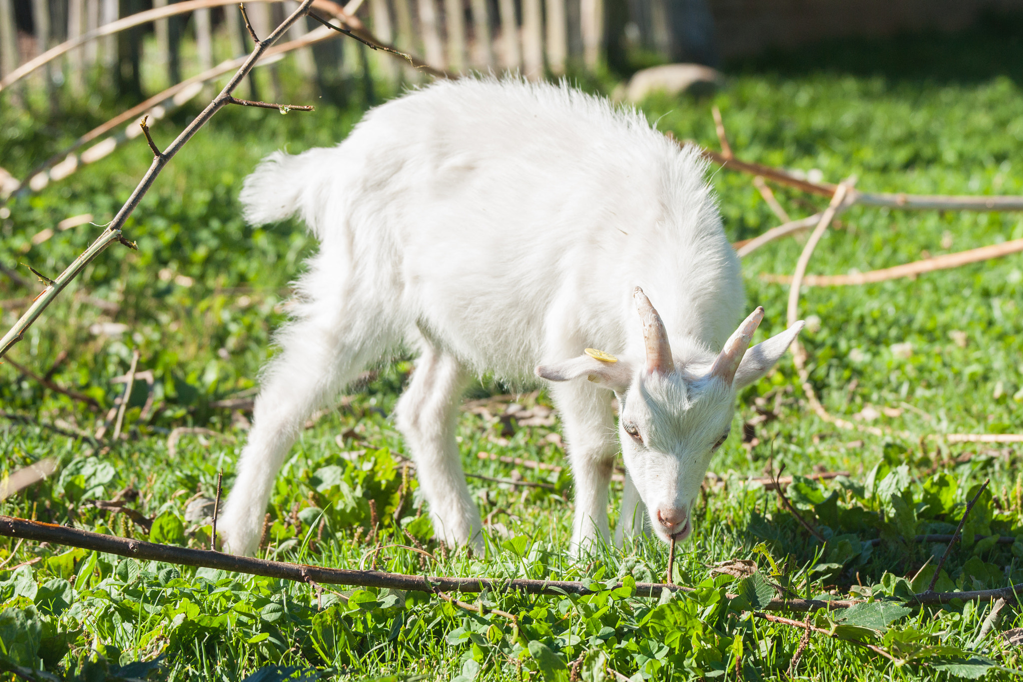 Sony Alpha DSLR-A900 + Sony 70-400mm F4-5.6 G SSM II sample photo. White goat kid eating a branch photography