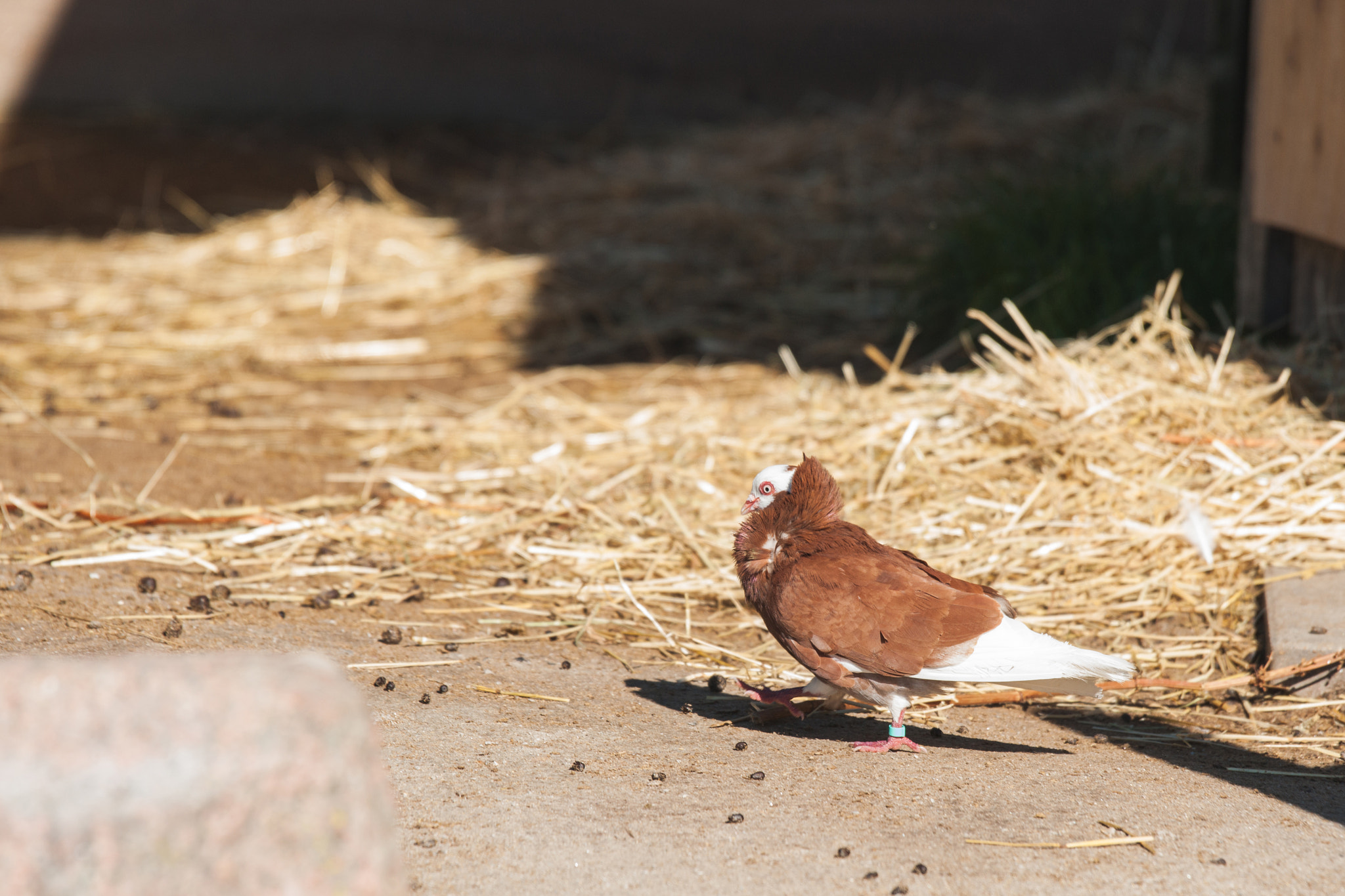 Sony Alpha DSLR-A900 + Sony 70-400mm F4-5.6 G SSM II sample photo. Capuchine pigeon with wihte head and brown feathers photography