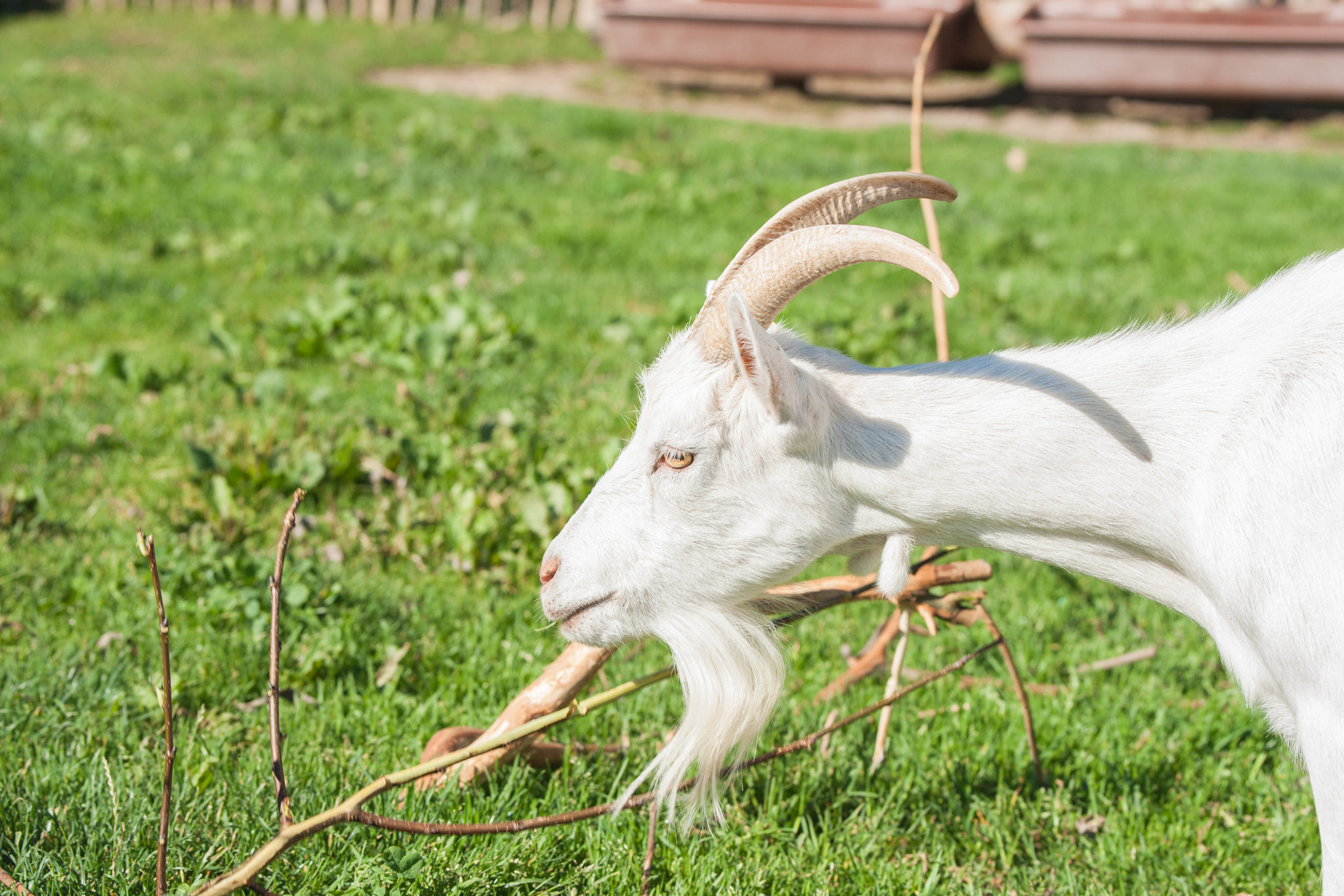 Sony 70-400mm F4-5.6 G SSM II sample photo. White goat with horns photography