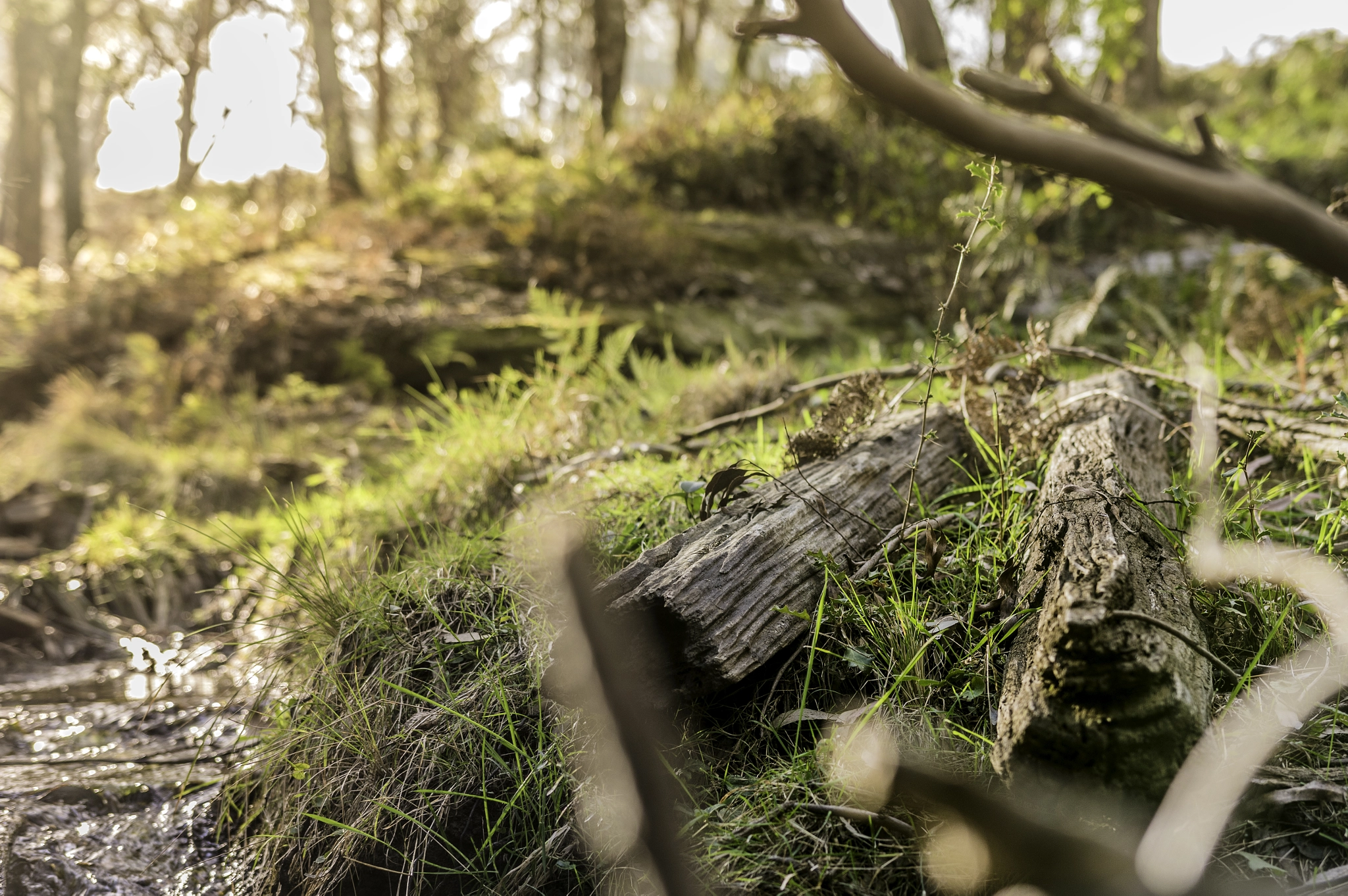 Pentax K-3 II sample photo. Streamside photography