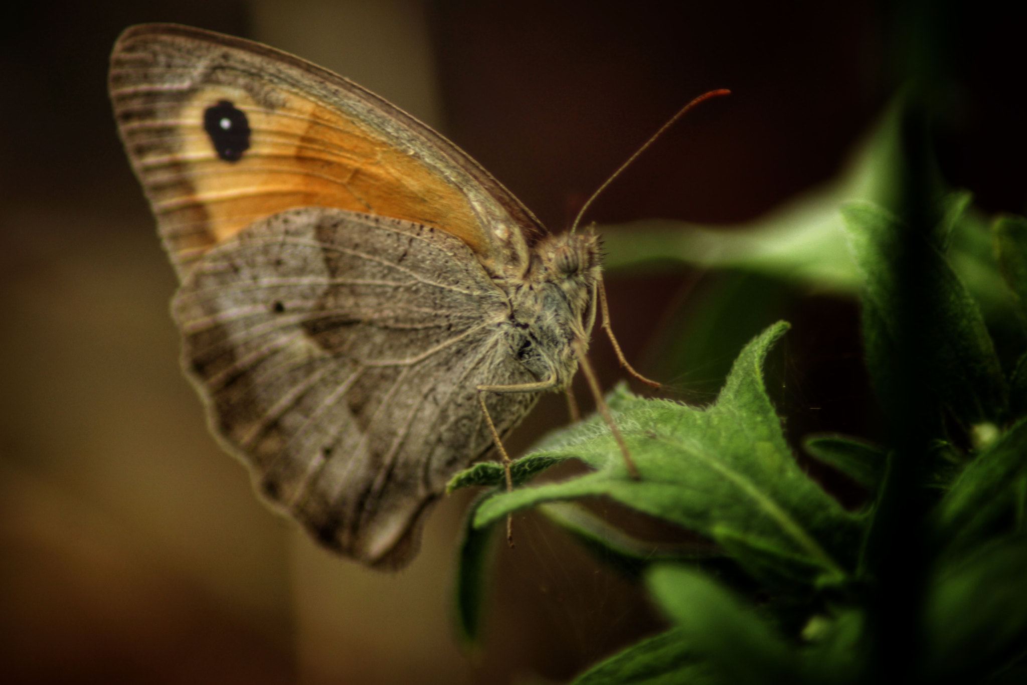 Canon EOS 1200D (EOS Rebel T5 / EOS Kiss X70 / EOS Hi) + Canon 70-300mm sample photo. Butterfly photography