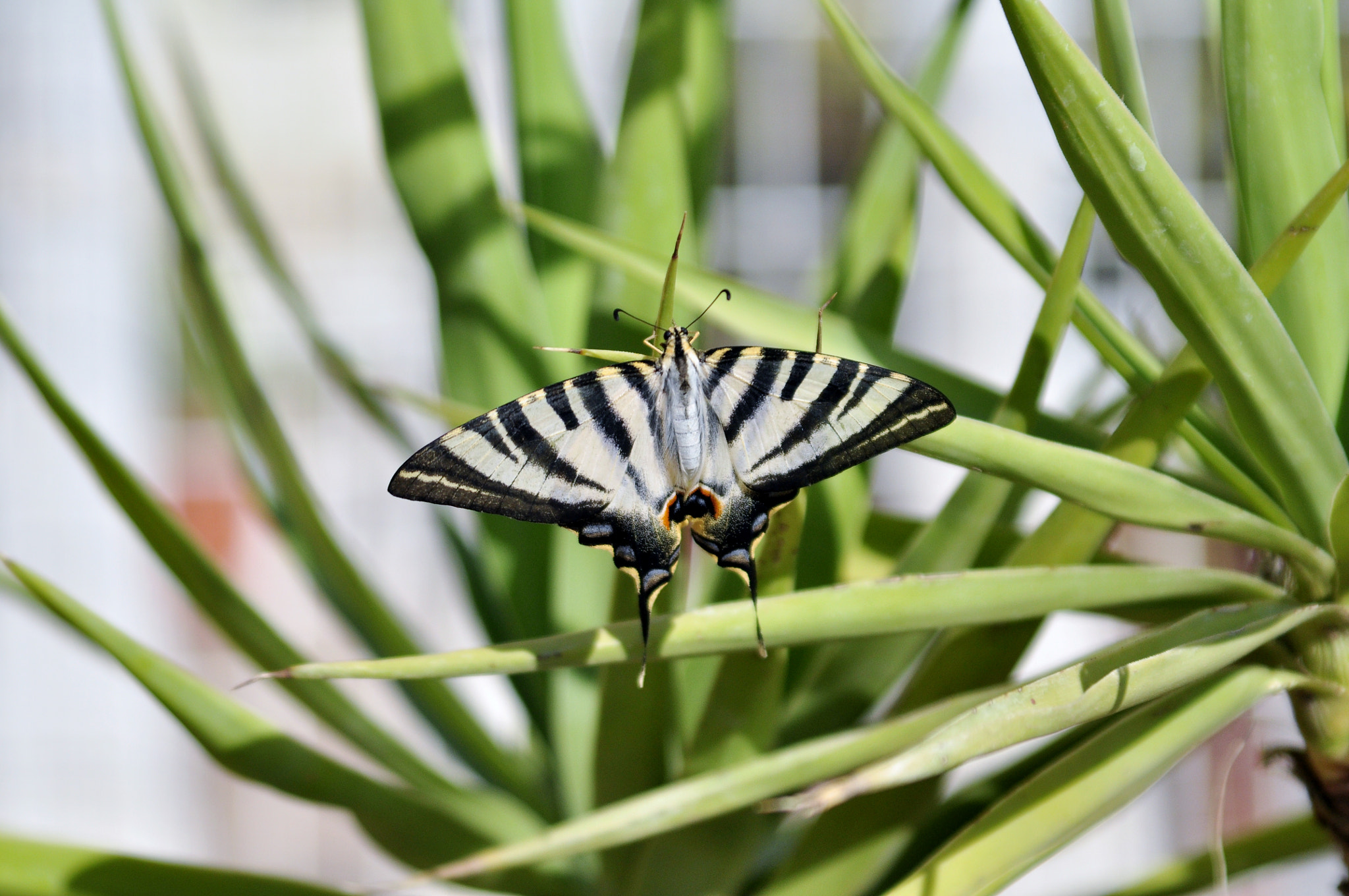 Sigma 28-105mm F2.8-4 Aspherical sample photo. Dsc photography