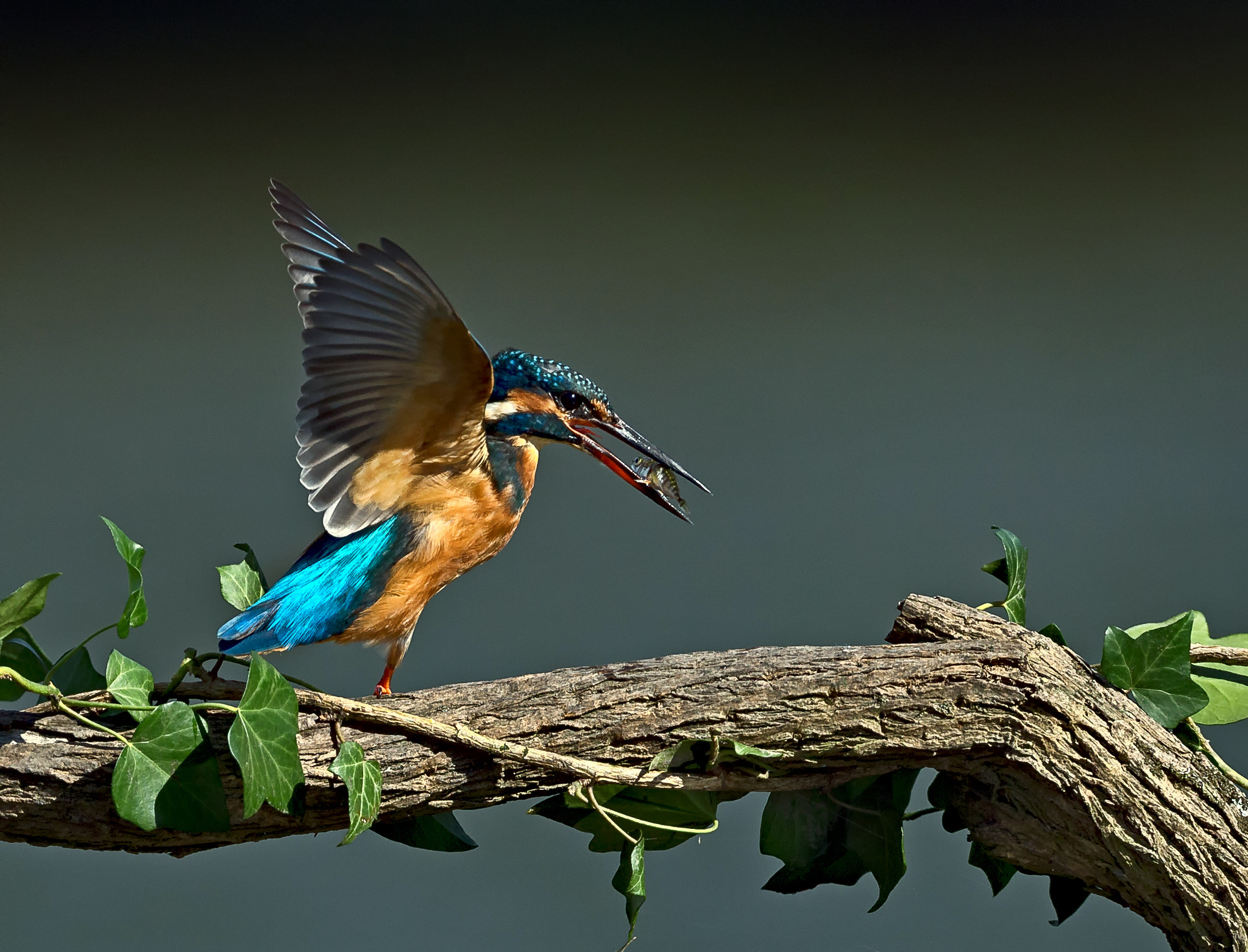 Canon EF 500mm F4L IS USM sample photo. Landing for lunch.... photography
