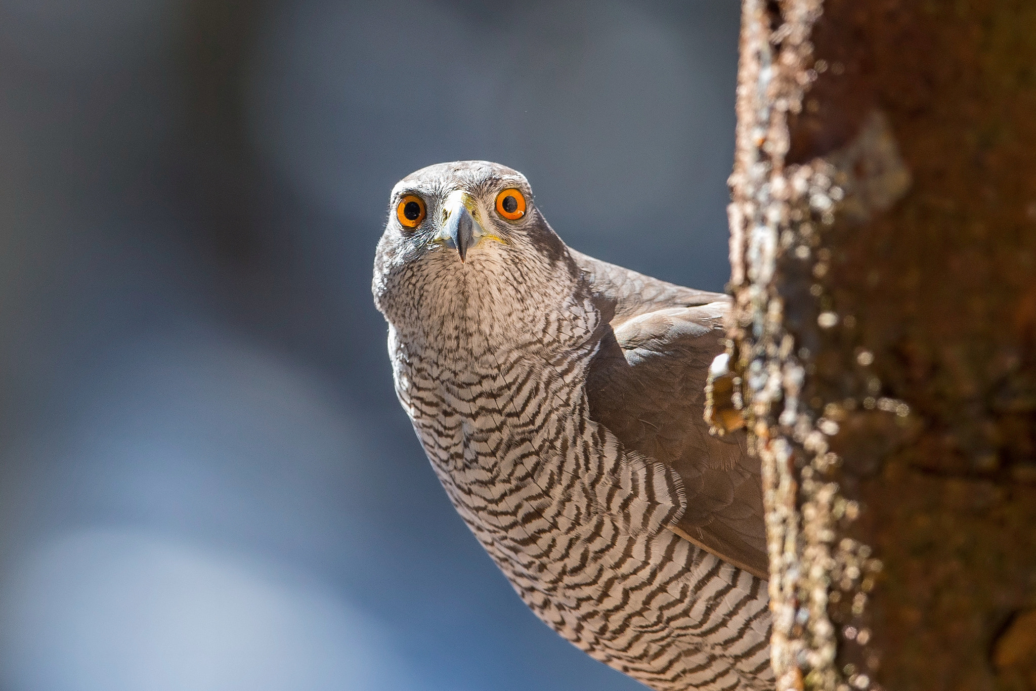 Nikon AF-S Nikkor 400mm F2.8E FL ED VR sample photo. Northern goshawk photography