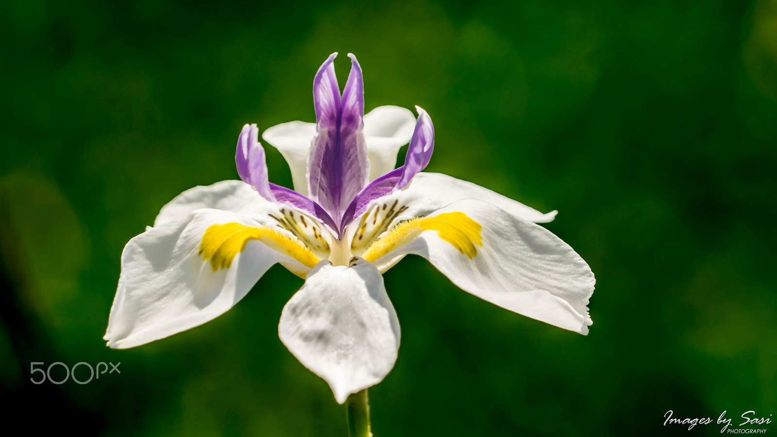 Sony a6000 + Sony FE 24-240mm F3.5-6.3 OSS sample photo. Australian wild iris photography