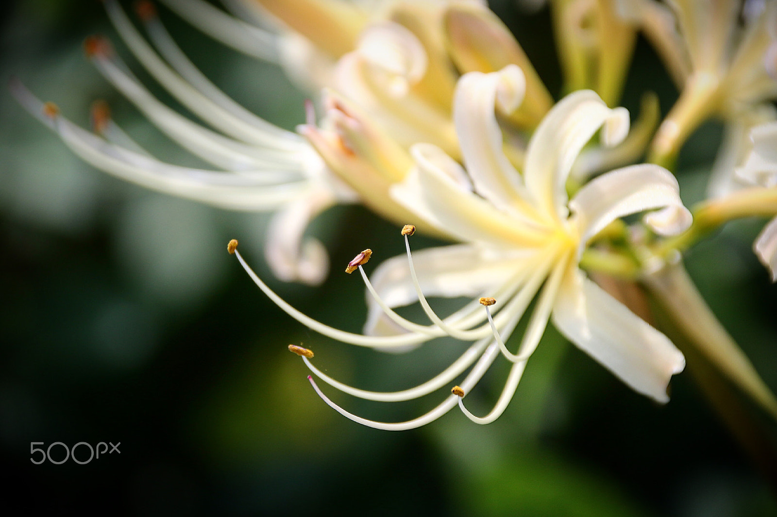 Canon 18-250mm sample photo. Flower photography