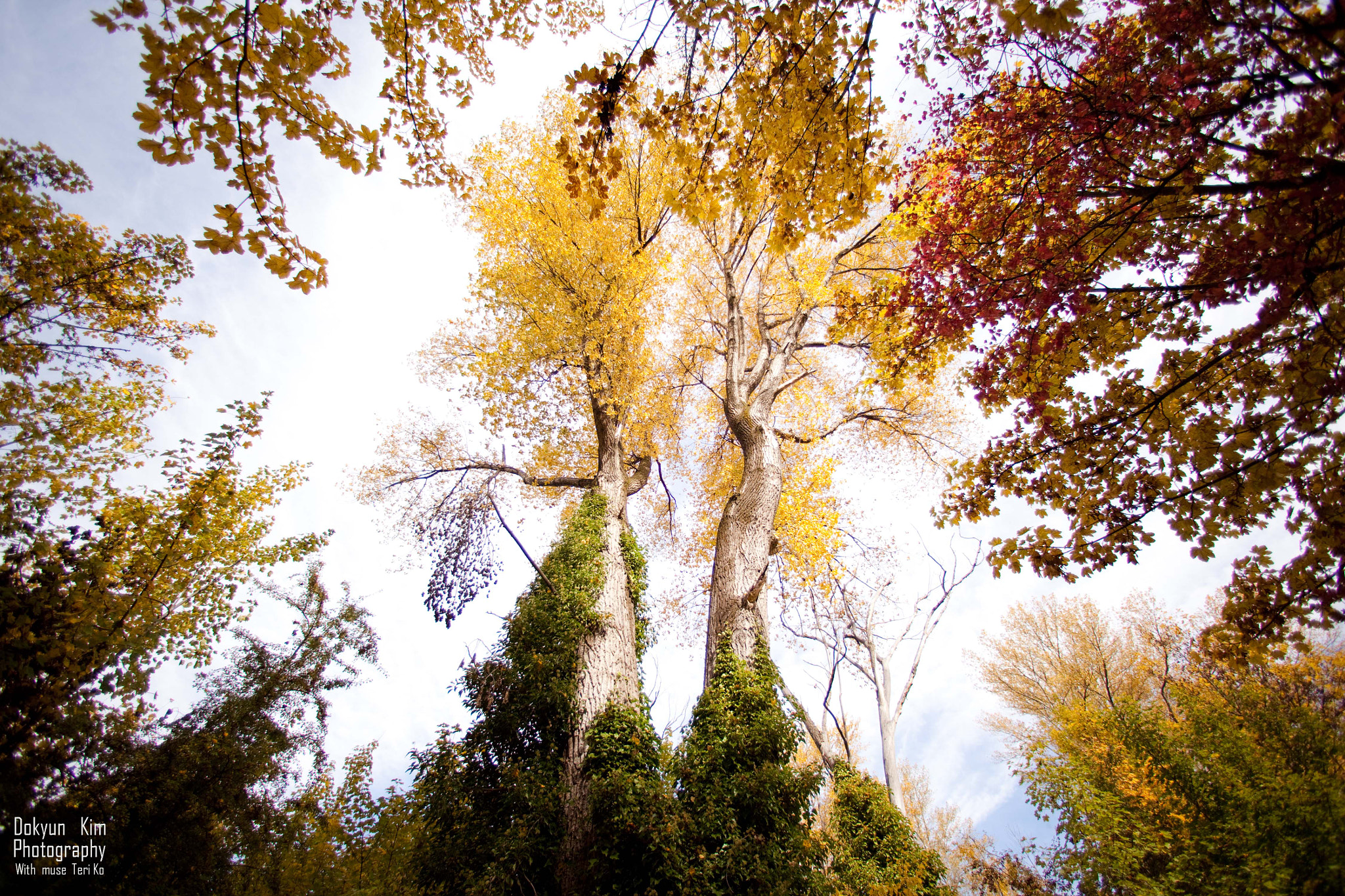 Canon EF 14mm F2.8L USM sample photo. Under the autumn photography