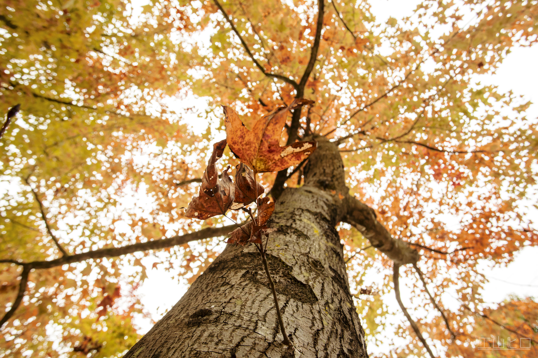 Canon EOS 5DS R + Canon EF 17-40mm F4L USM sample photo. Autumn photography