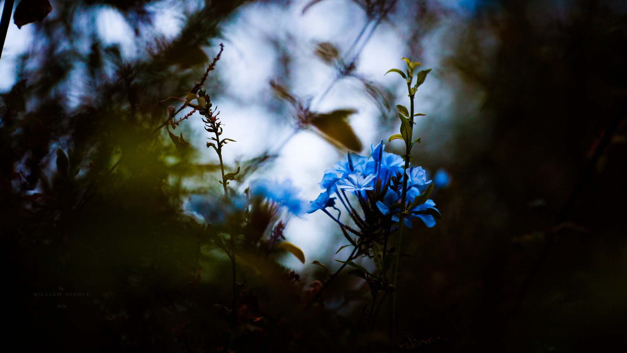 Canon EOS 5D + Canon EF 135mm F2L USM sample photo. Nature's innocence photography