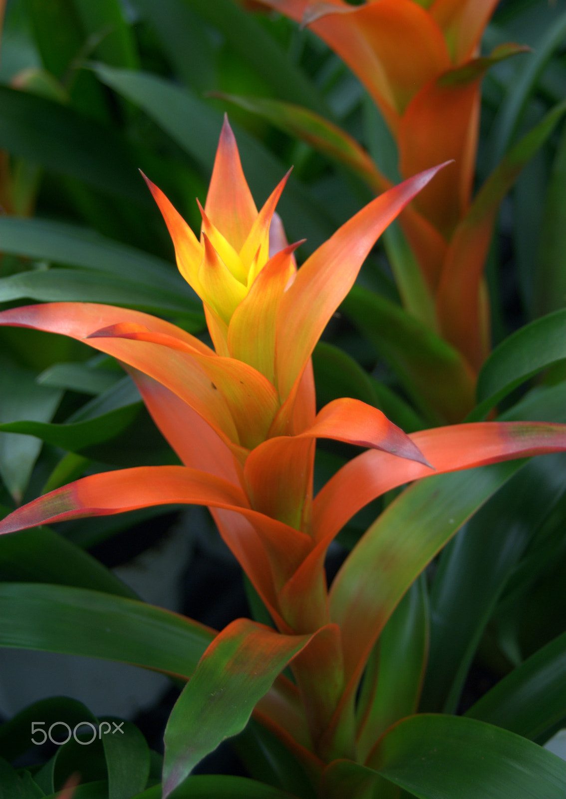 Sigma 28-90mm F3.5-5.6 Macro sample photo. Guzmania bromeliad photography