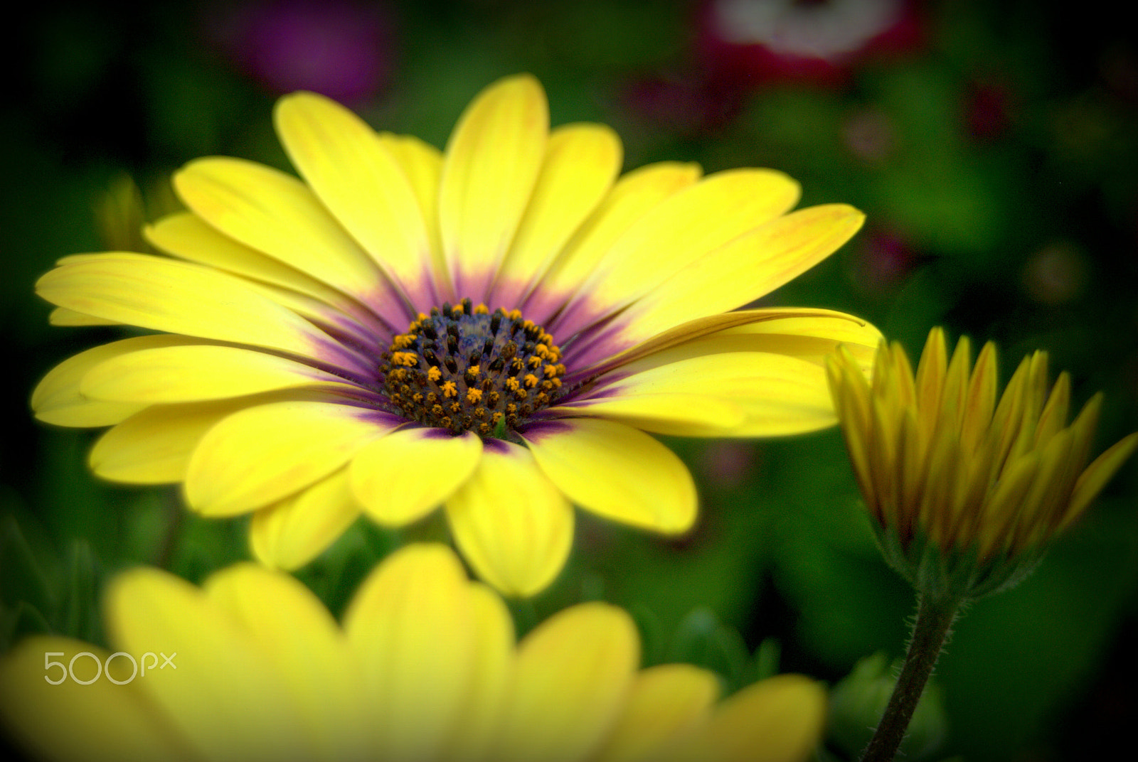 Sigma 28-90mm F3.5-5.6 Macro sample photo. Yellow african daisy photography