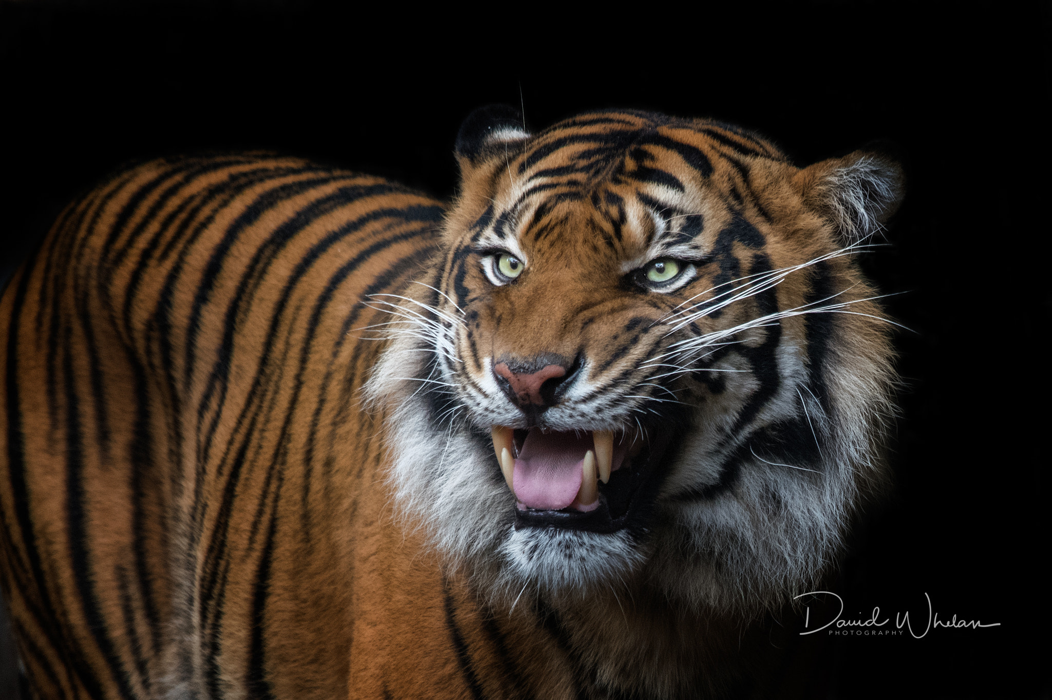 Sigma 150-500mm F5-6.3 DG OS HSM sample photo. Smile photography